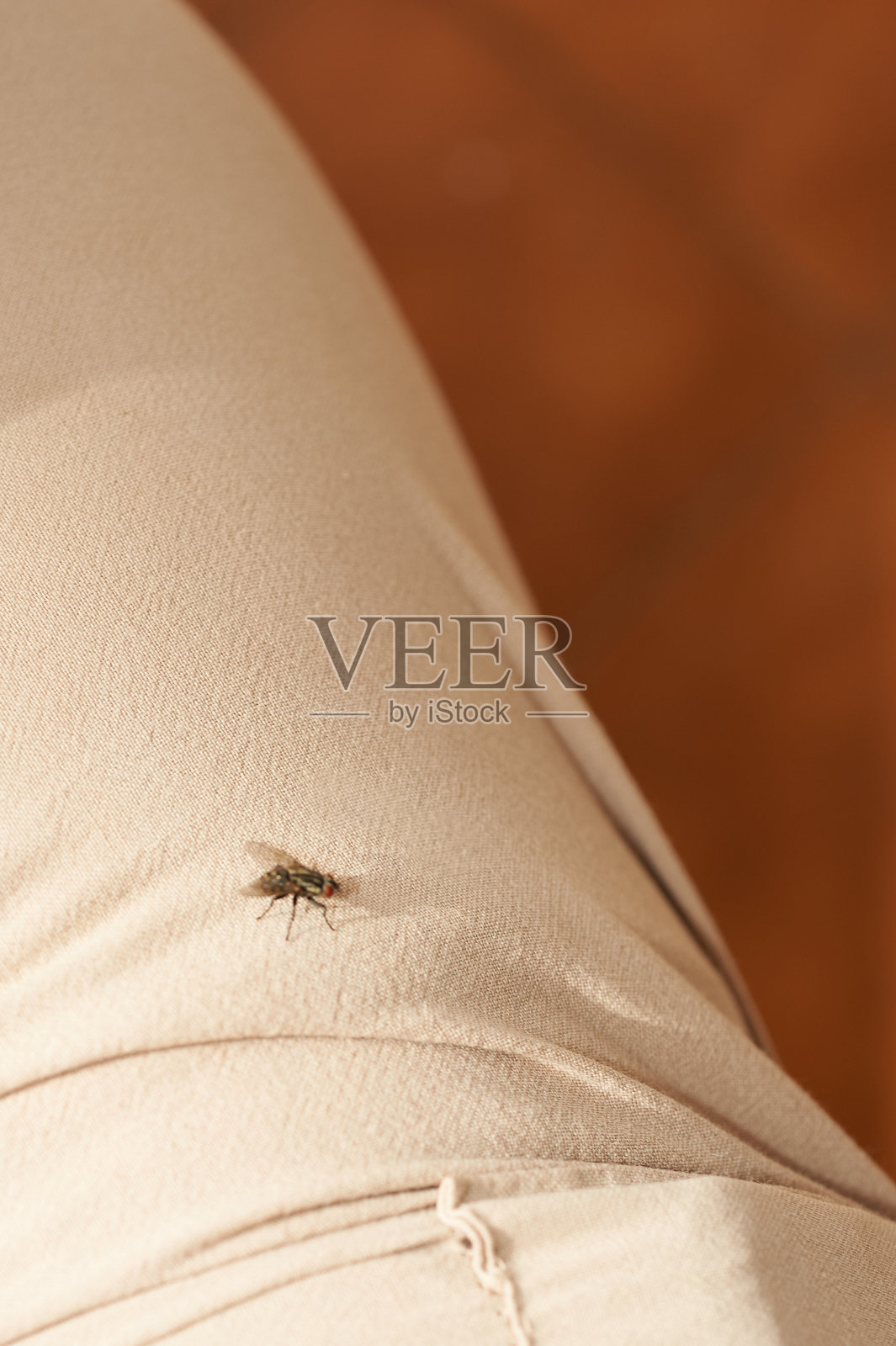 织物表面苍蝇特写照片摄影图片