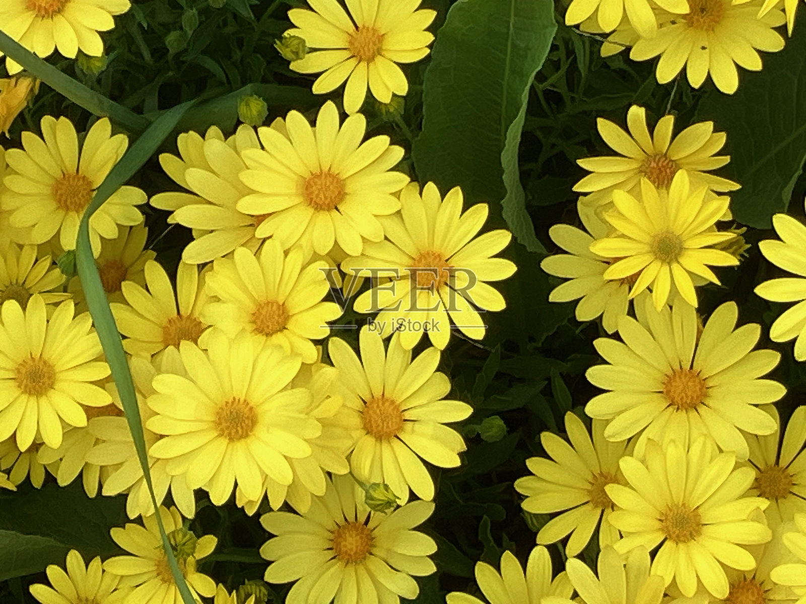 flower5照片摄影图片