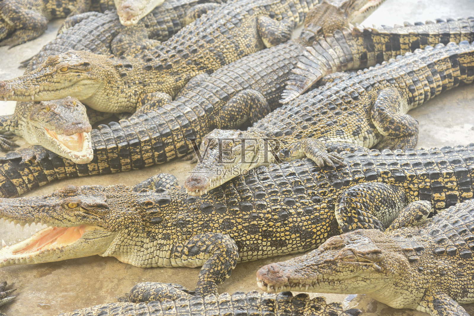 在亚洲印度尼西亚的农场里，许多鳄鱼的肖像照片摄影图片