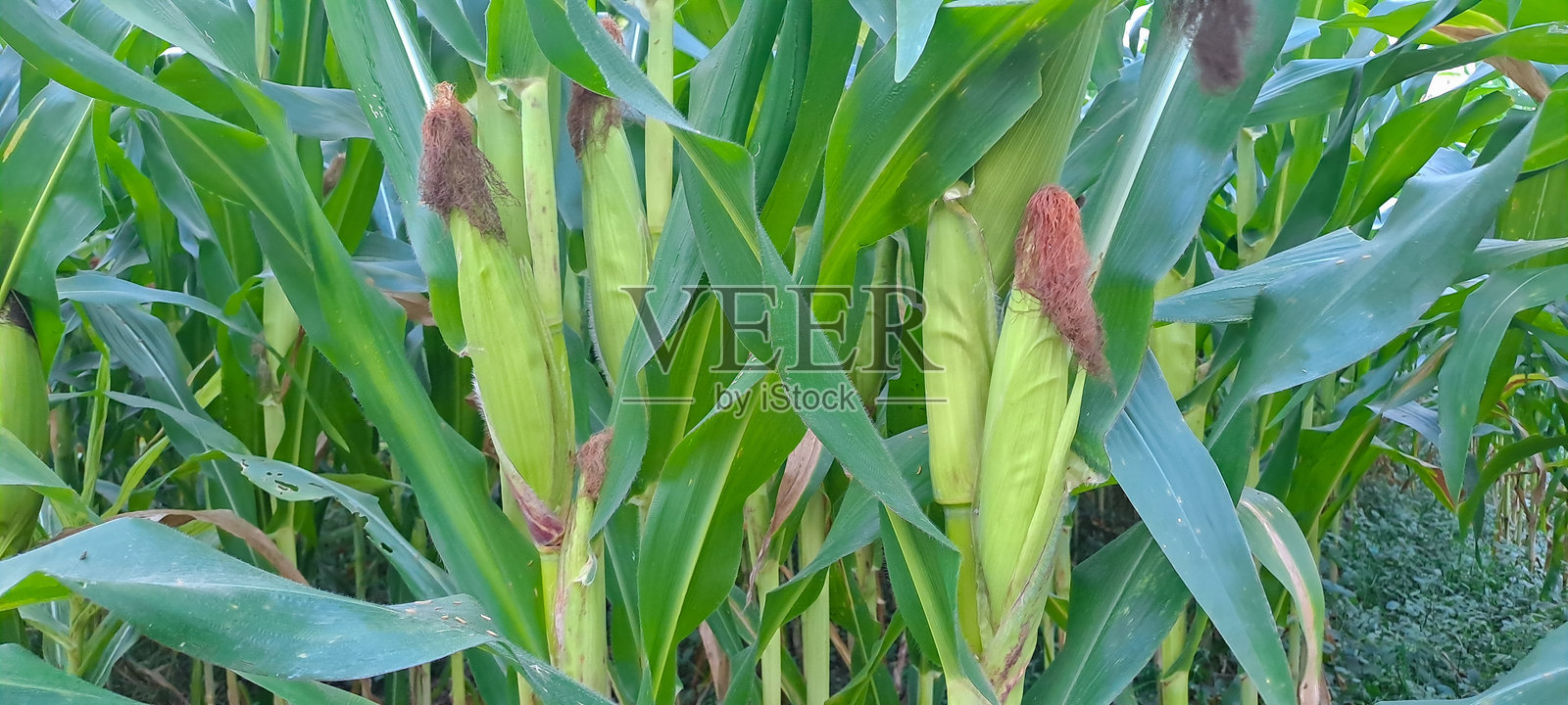 玉米种植地里的玉米芯照片摄影图片