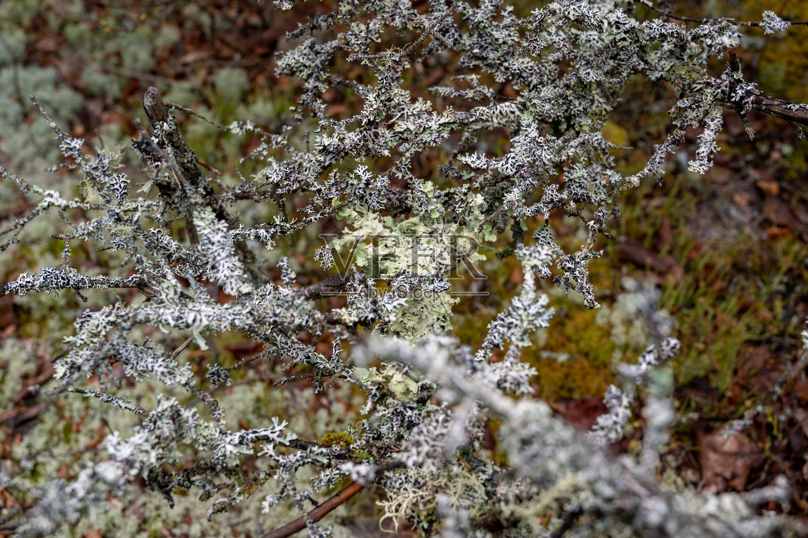 森林中被地衣覆盖的树枝照片摄影图片