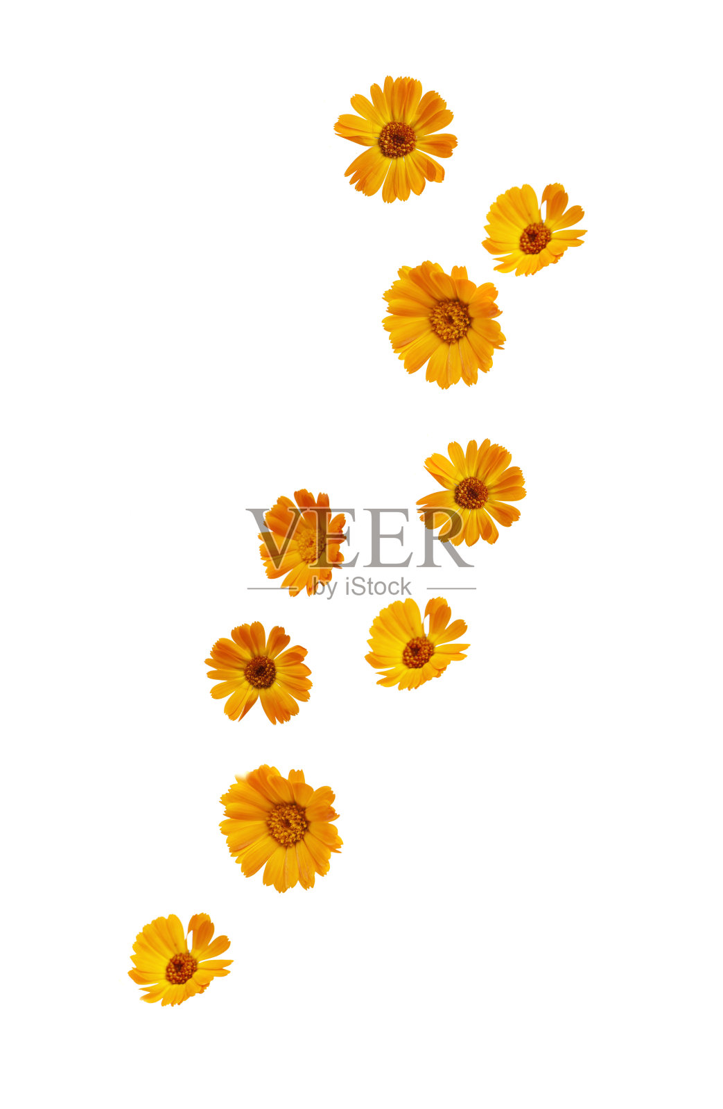 金盏花照片摄影图片