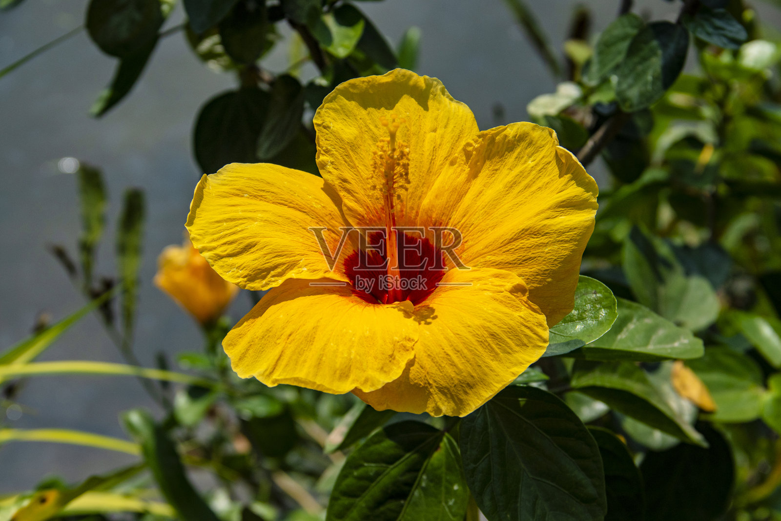 黄色芙蓉或黄色辣椒照片摄影图片