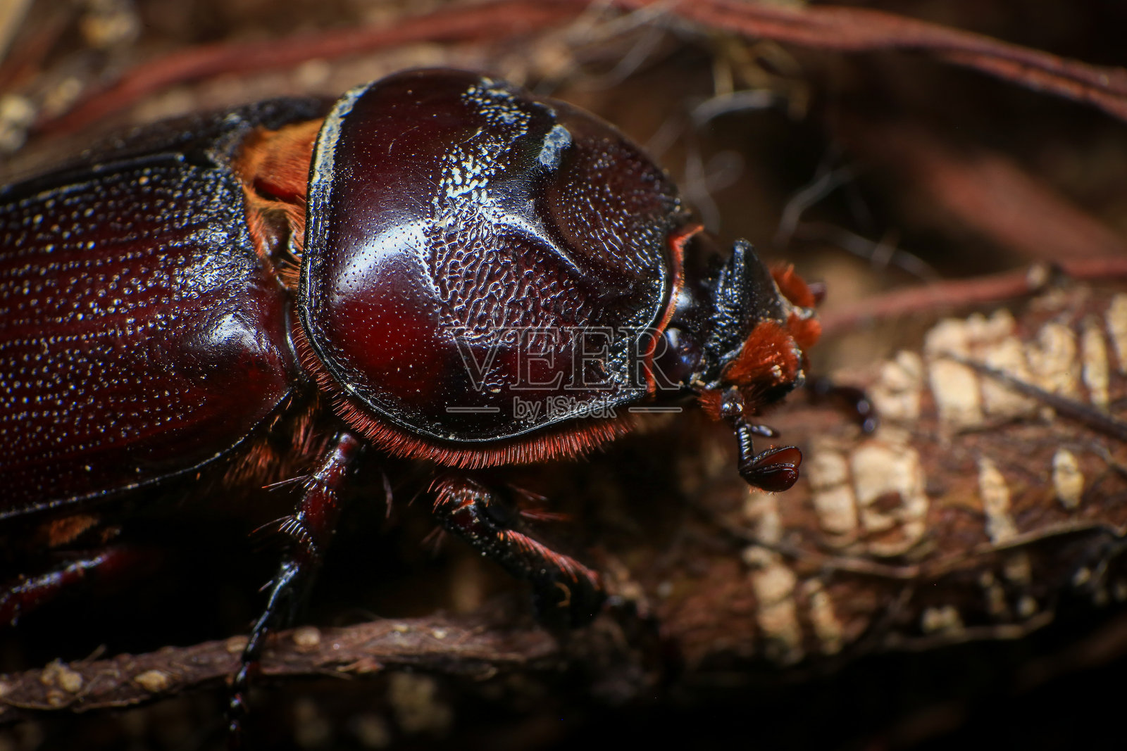 森林里树上的犀牛甲虫。宏照片摄影图片