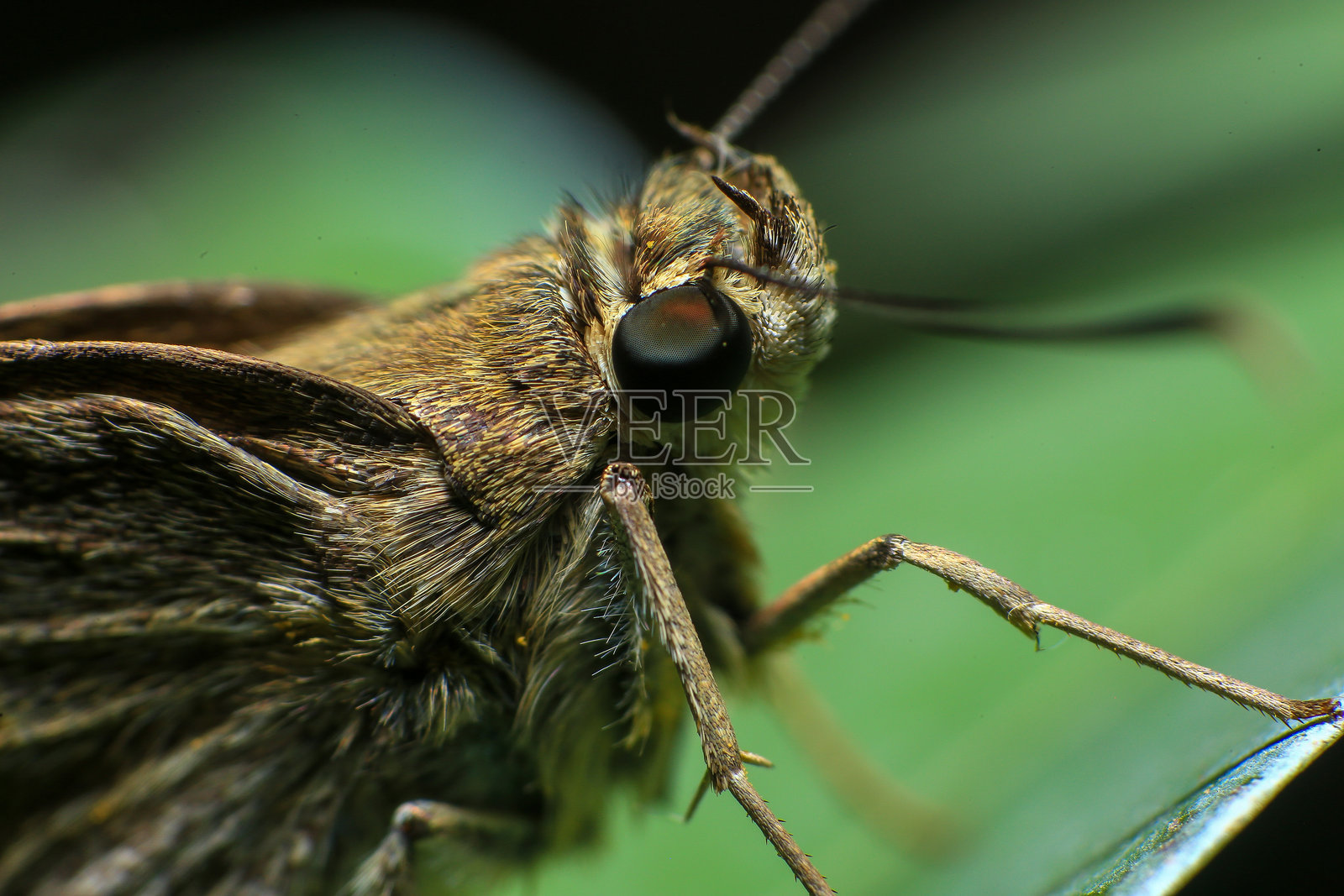 绿叶上的蝴蝶特写。昆虫微距摄影。照片摄影图片
