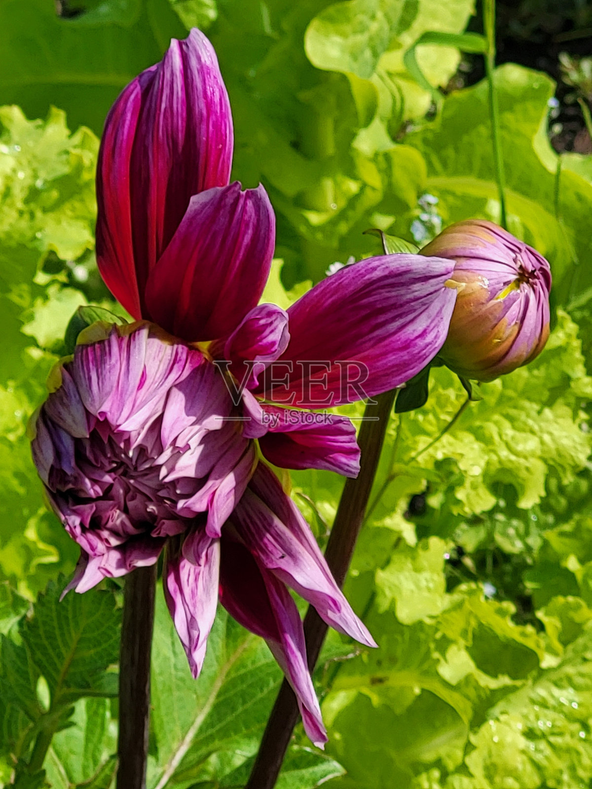 八月从福尔斯克里克到格兰维尔岛的温哥华海堤绿道上的鲜花和植物照片摄影图片