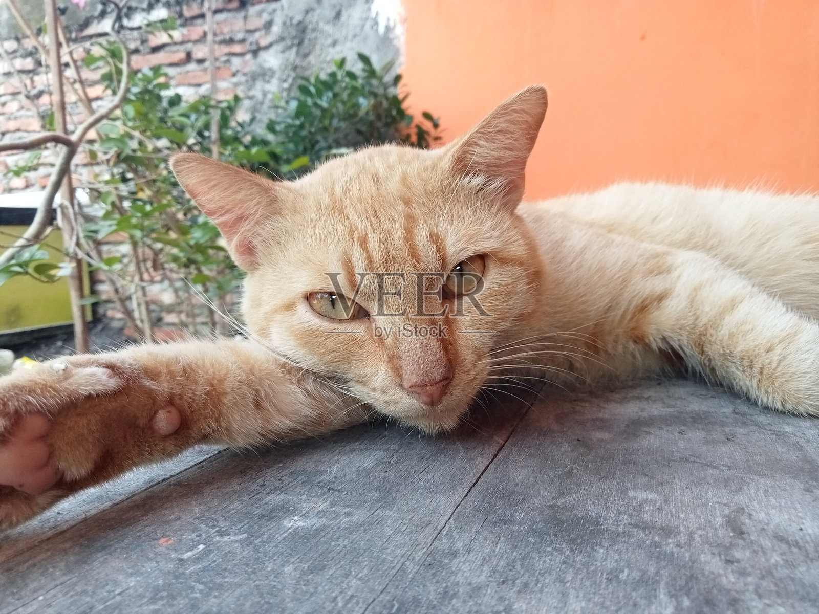 黄猫躺着照片摄影图片