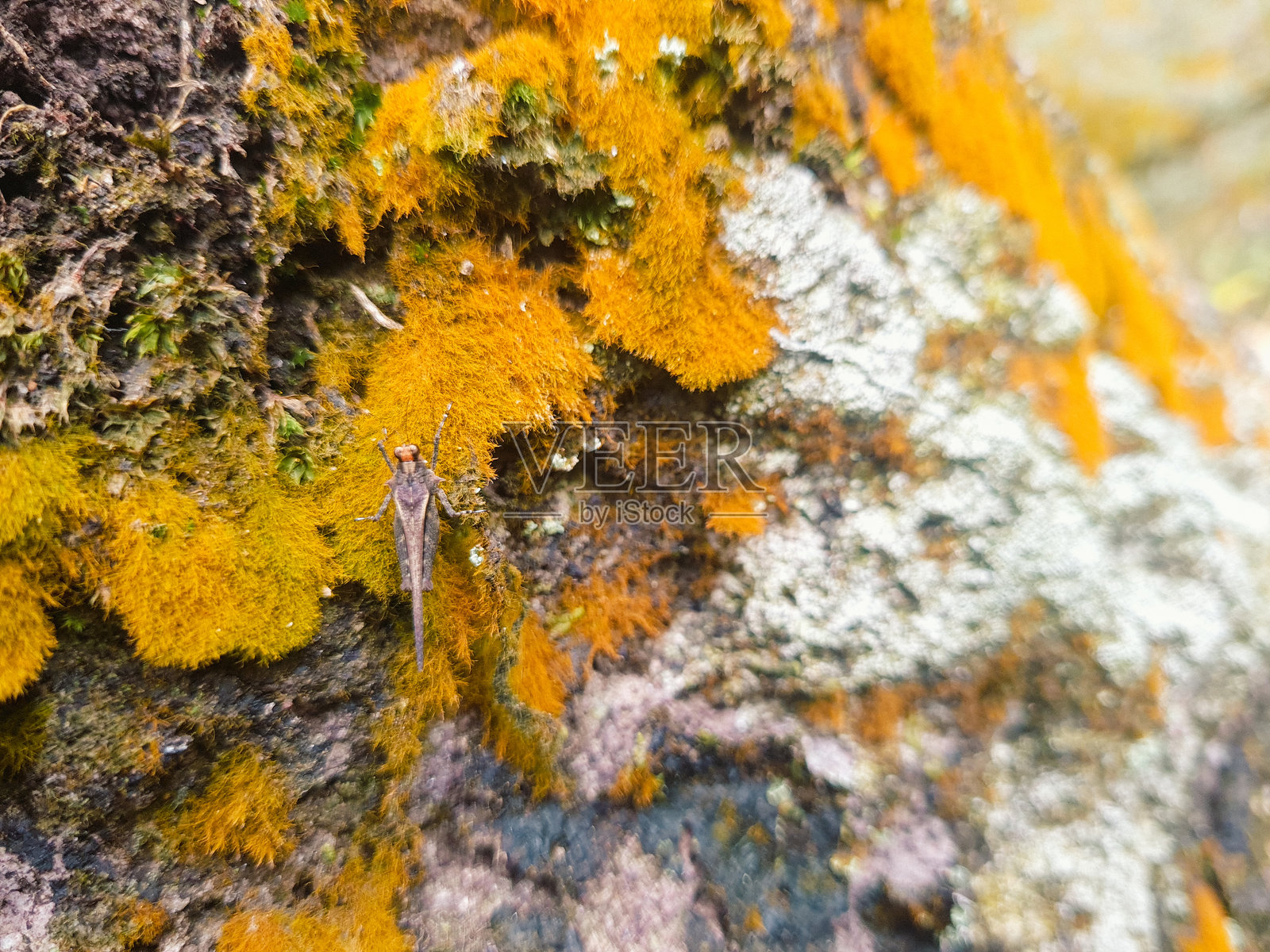 近距离观察岩石上的淡黄色苔藓，岩石的纹理和图案自然形象。枯燥乏味的纹理照片摄影图片