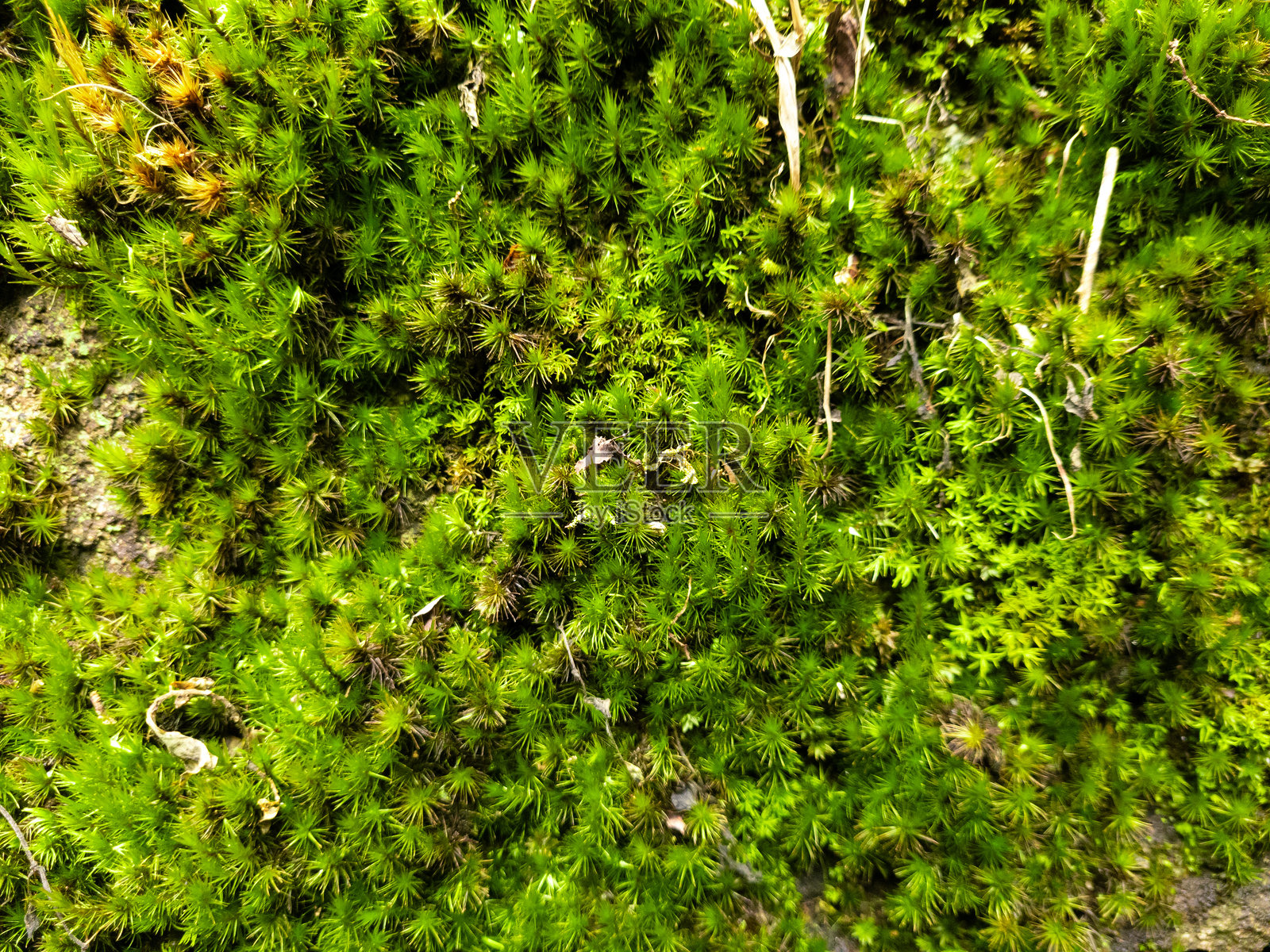 近距离观察岩石上的青苔，岩石的纹理和图案自然形象。枯燥乏味的纹理照片摄影图片