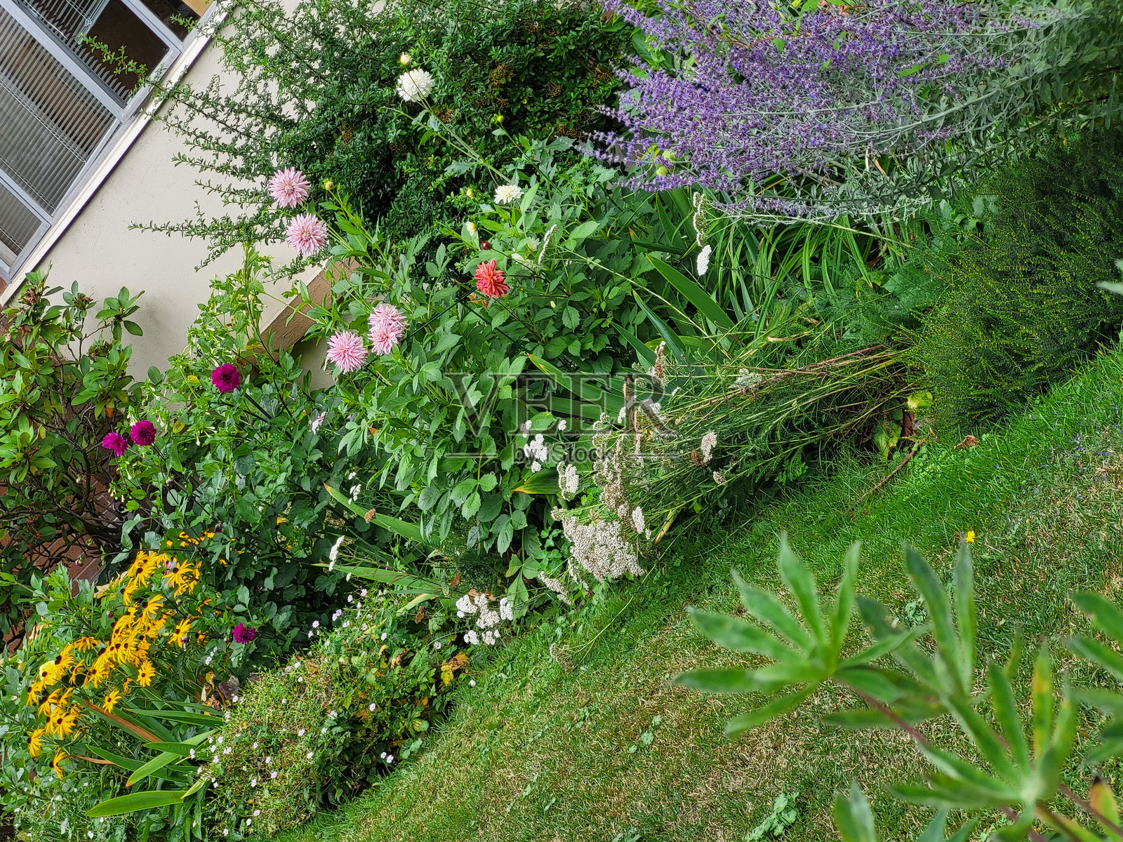 8月的温哥华斯坦利公园海堤和西区花卉、植物、水景、运输船、云景和建筑物照片摄影图片