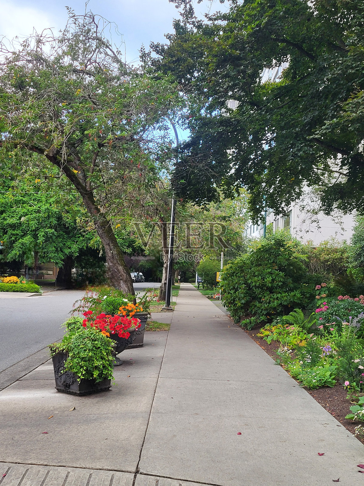 8月的温哥华斯坦利公园海堤和西区花卉、植物、水景、运输船、云景和建筑物照片摄影图片