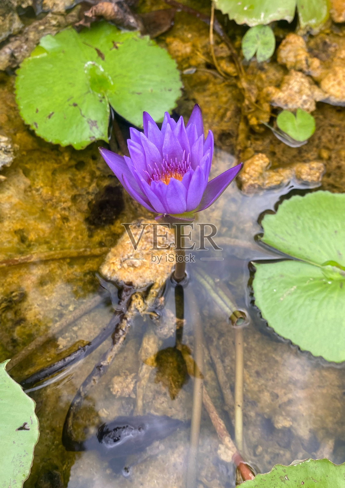 这朵令人惊叹的紫色莲花，其开放的花瓣和明亮的黄色雄蕊，象征着纯洁和美丽，与郁郁葱葱的绿色环境完美协调。照片摄影图片