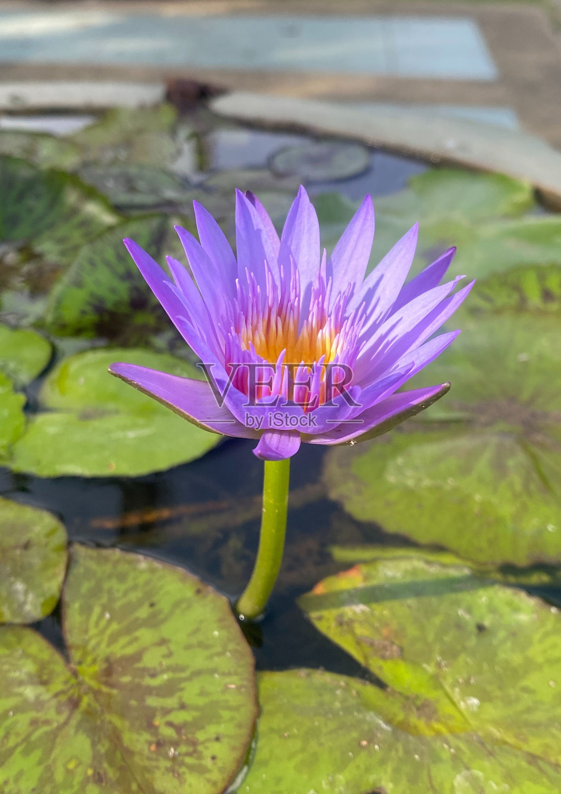 一朵鲜艳的紫色荷花，黄色的花蕊盛开，优雅地坐在荷塘里，与周围绿色的荷叶形成了美丽的对比。照片摄影图片