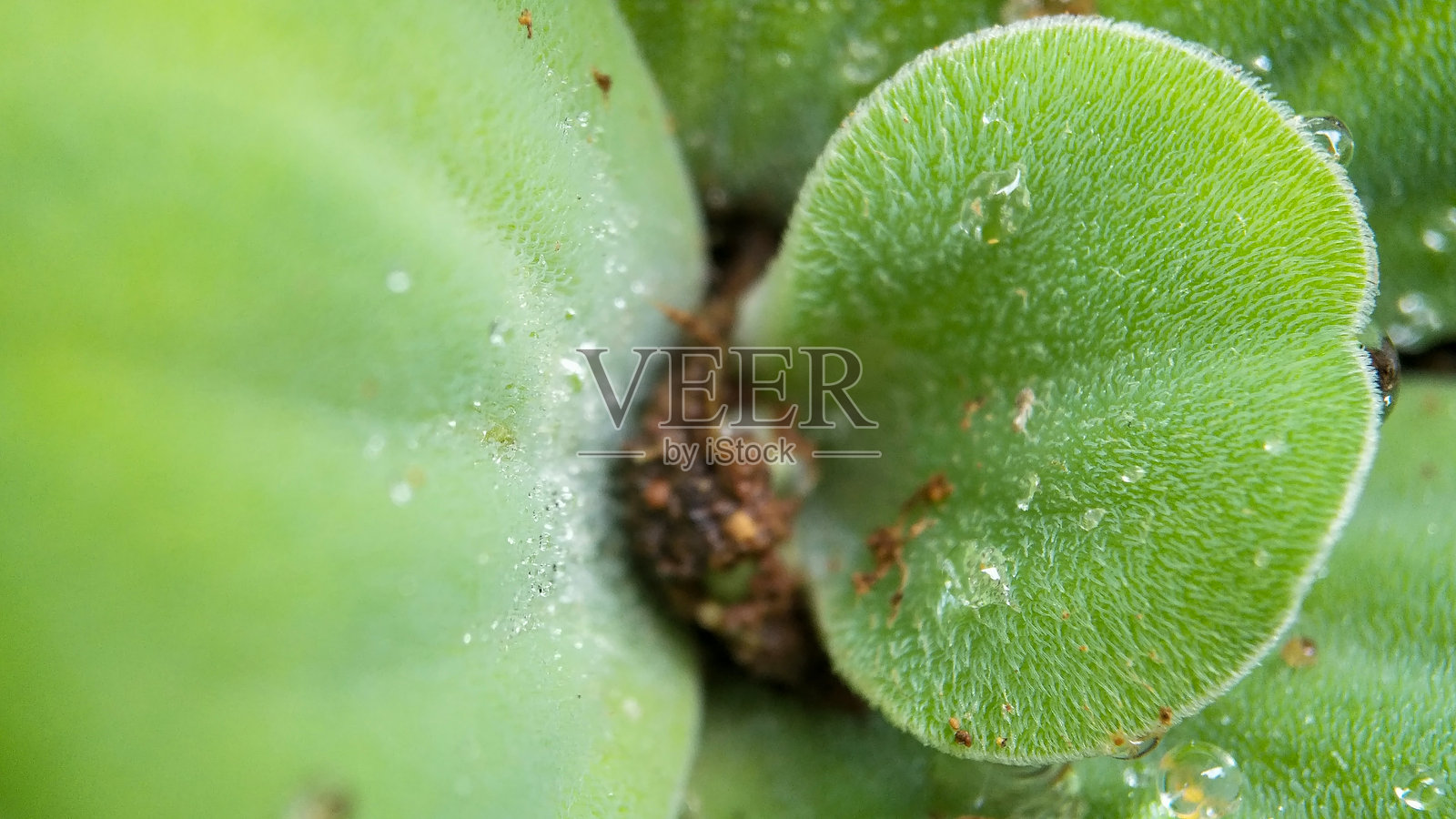 植物、花朵、树叶的特写。平面摄影照片摄影图片