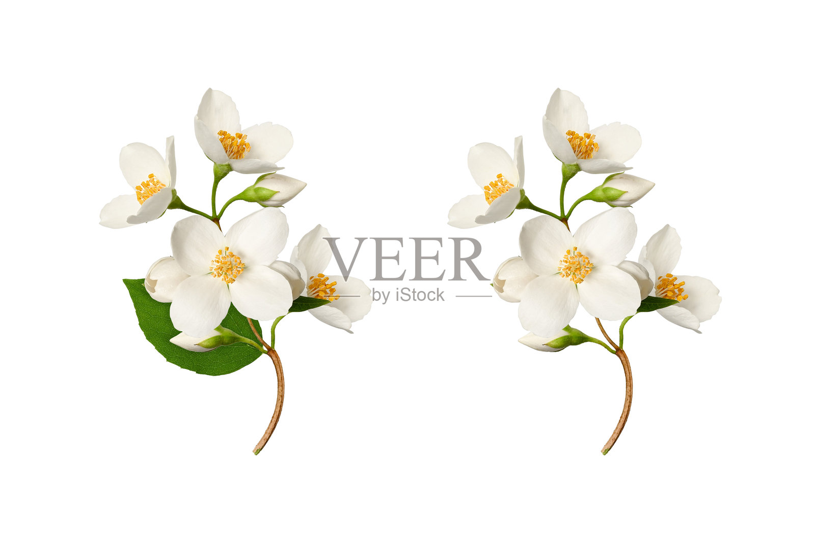 茉莉花(Philadelphus coronarius)，白底分离。元素创建设计，卡片，图案，花卉安排，框架，婚礼卡片和邀请。照片摄影图片