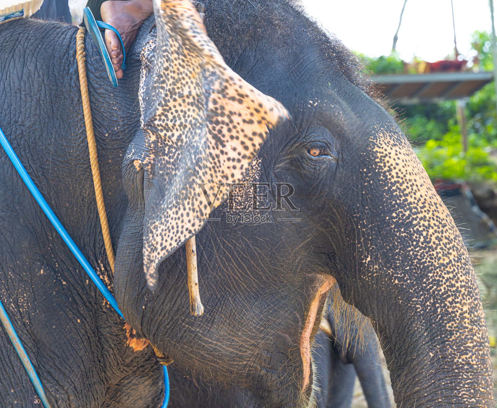 在泰国普吉岛芭东卡都山区，一只美丽的泰国大象的特写。普吉岛的主要旅游景点之一照片摄影图片