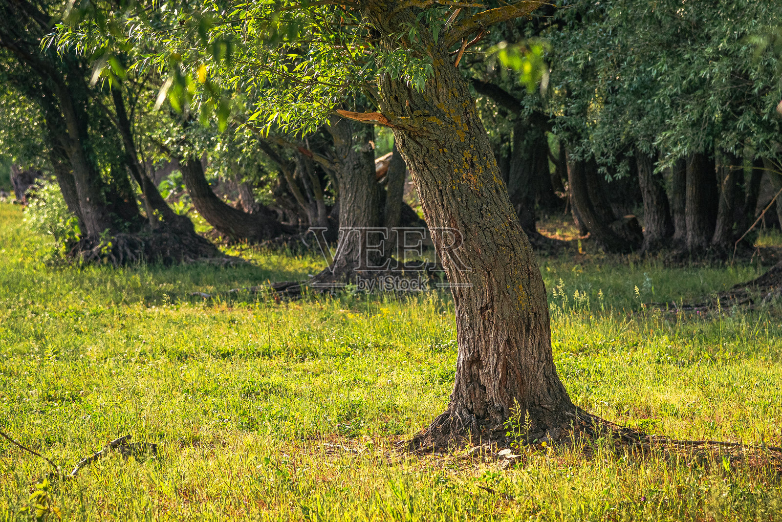 夏天的风景照片摄影图片