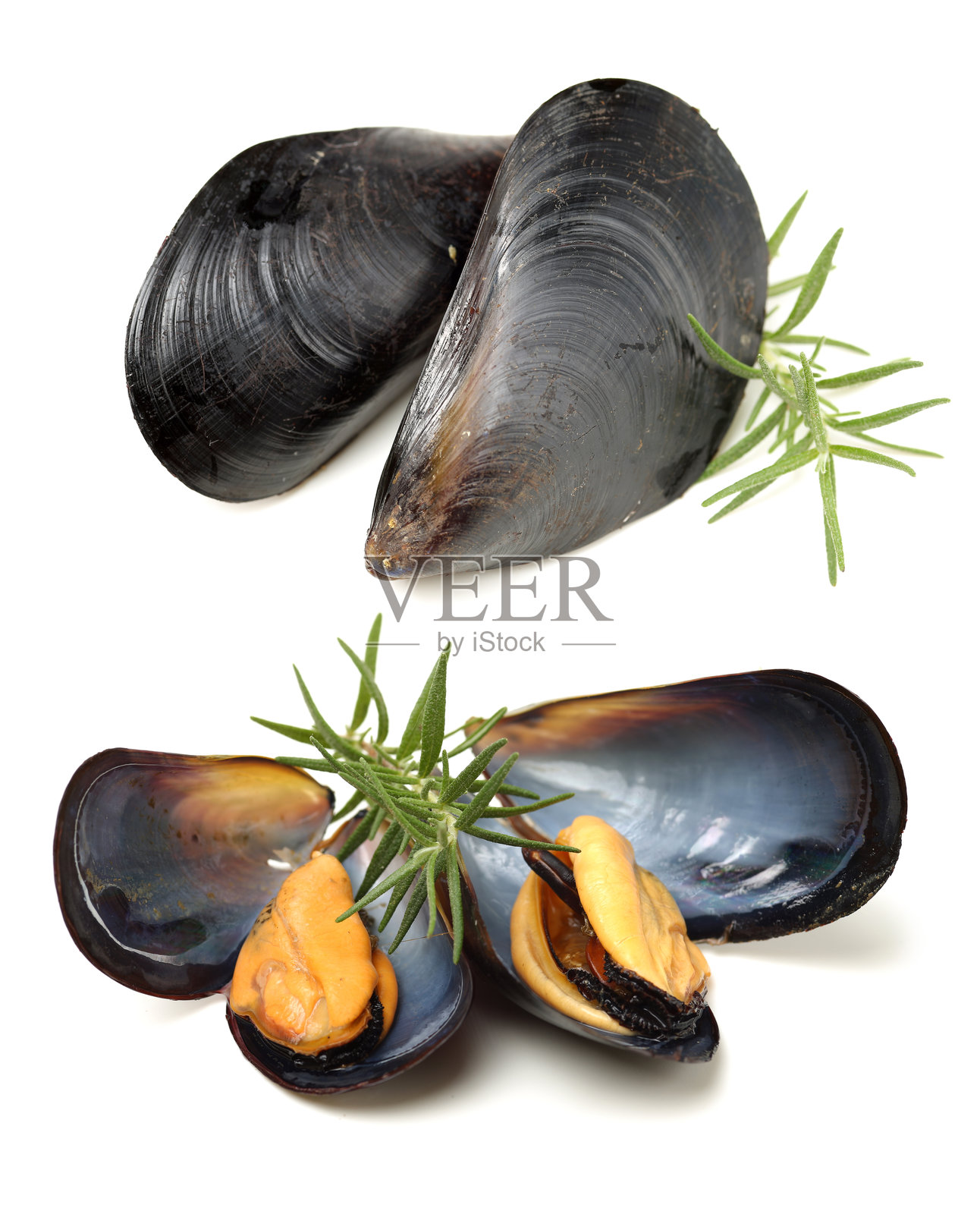 新鲜的贻贝照片摄影图片