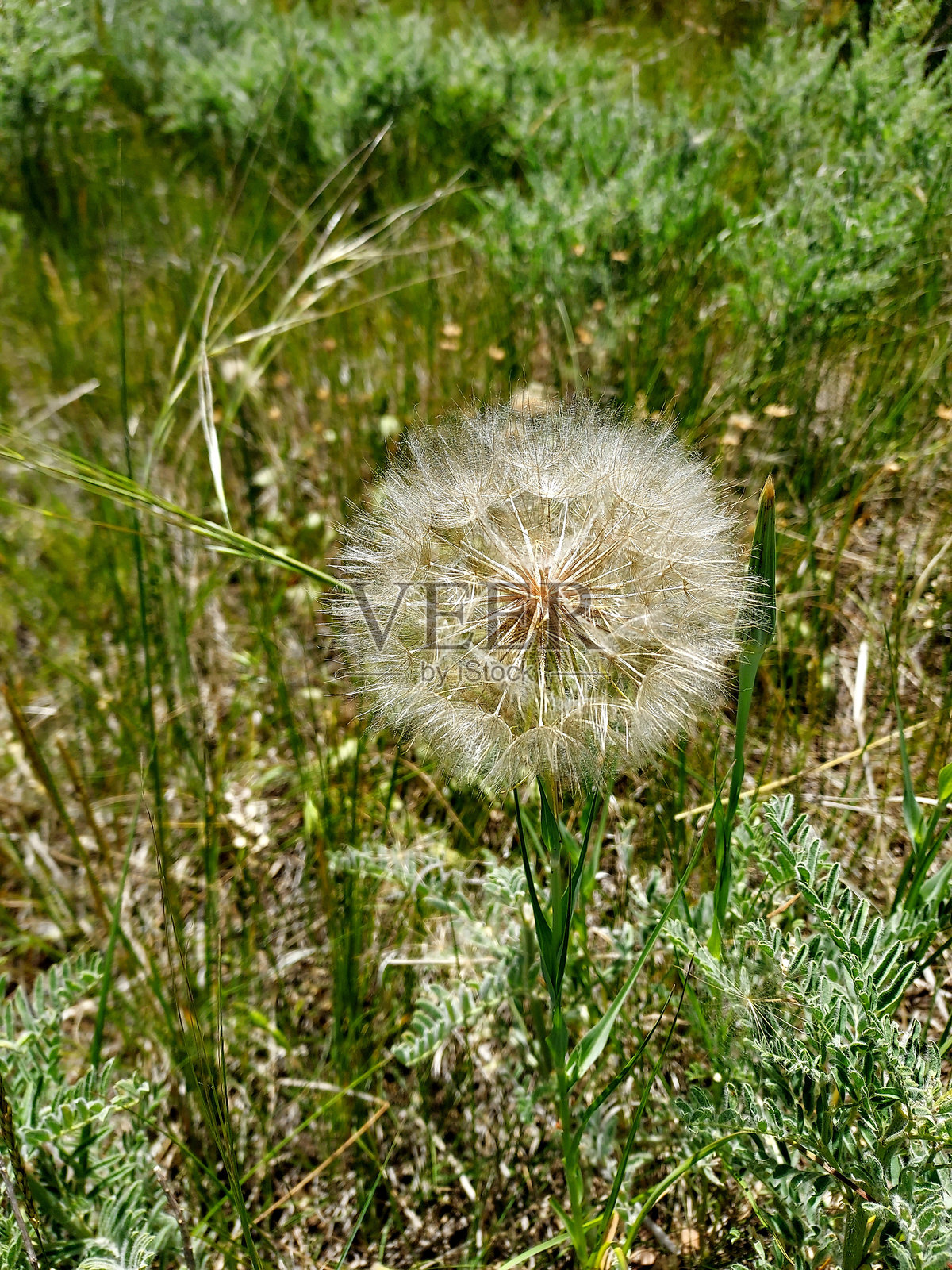 蒲公英照片摄影图片