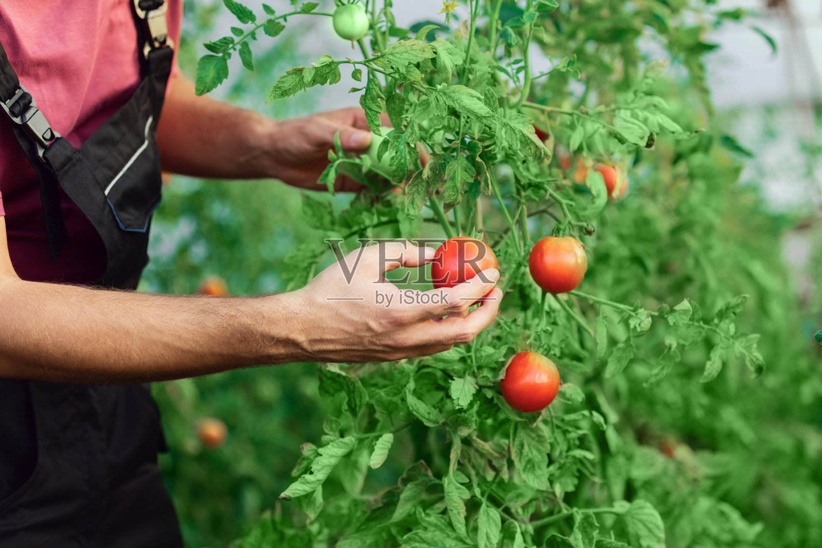 在一个小温室番茄园工作的农民。照片摄影图片