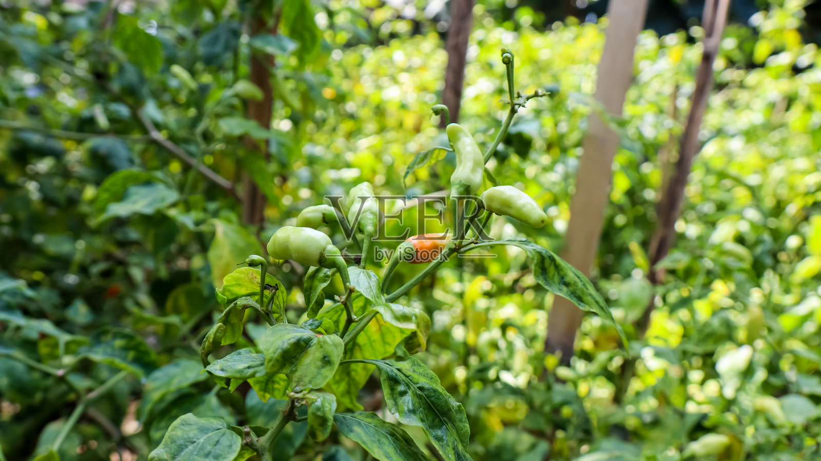 在植物上放辣椒照片摄影图片
