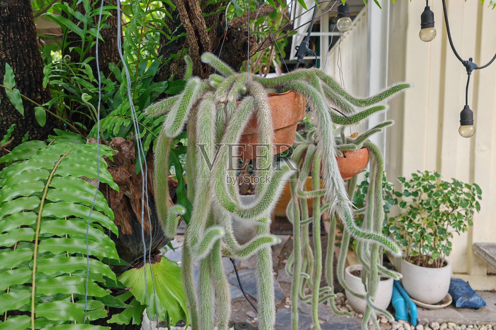 植物园盆栽挂鼠尾仙人掌照片摄影图片