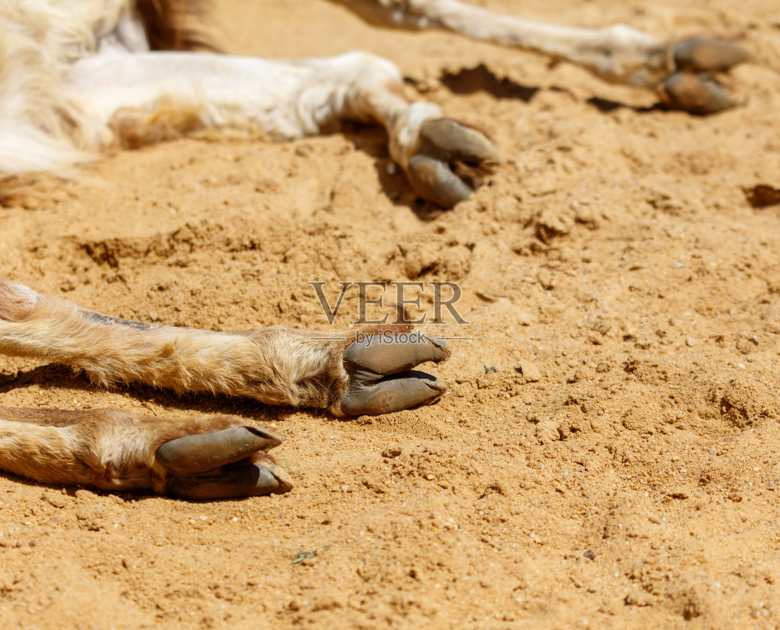 沙滩上一只熟睡动物的蹄子特写照片摄影图片