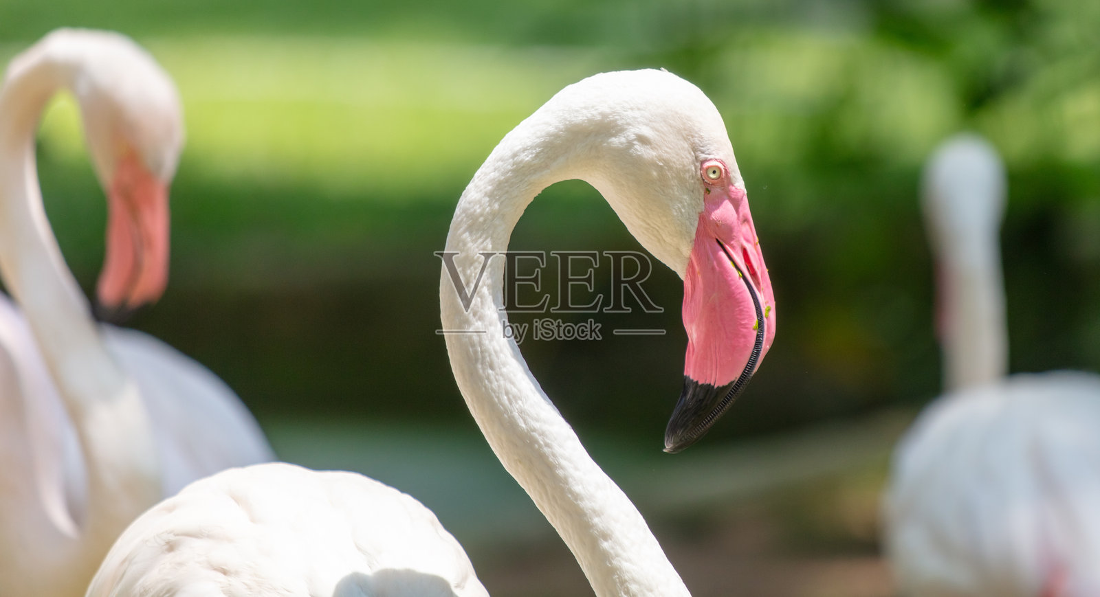 公园里一只粉红色的火烈鸟的肖像照片摄影图片