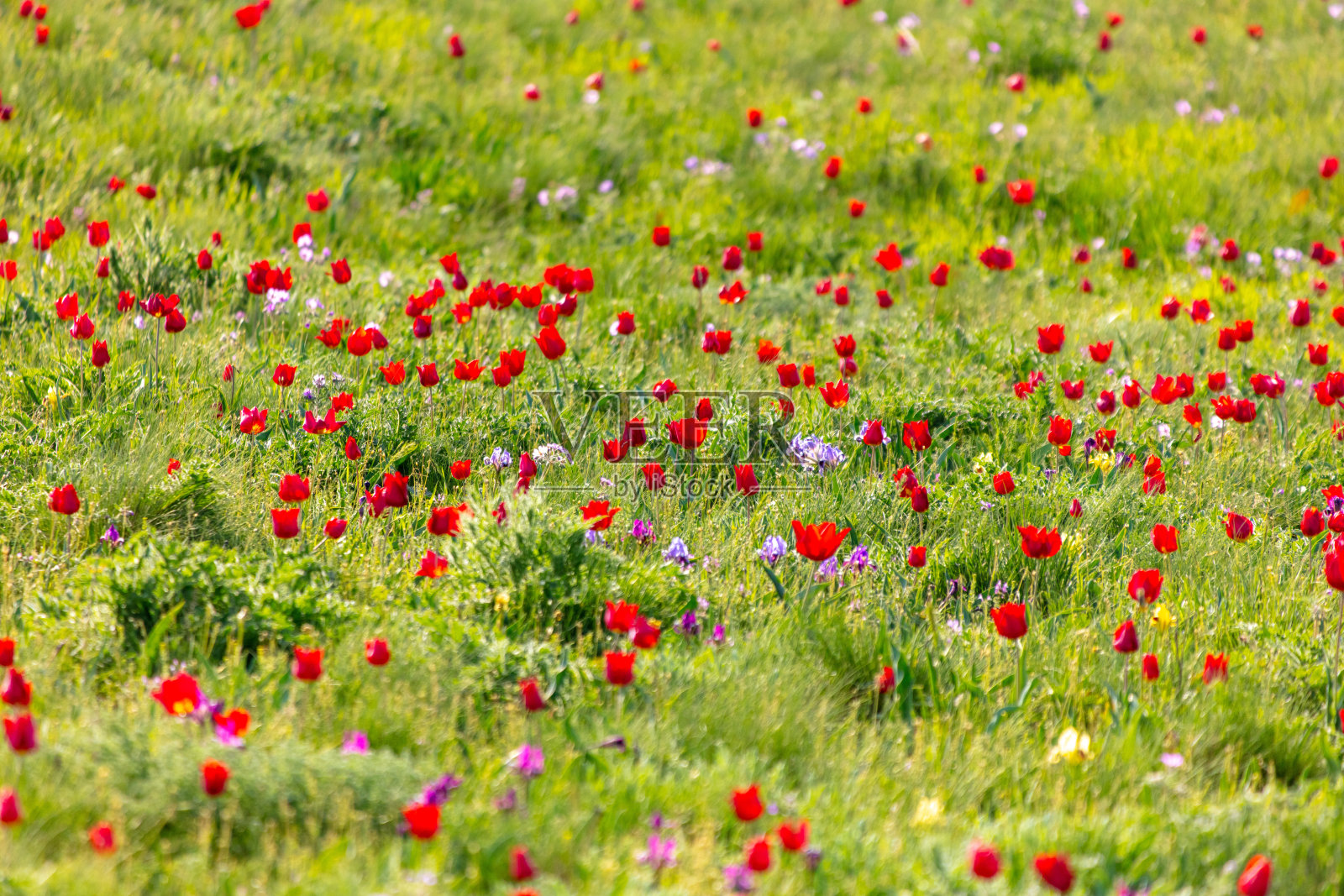 在春天的大草原上，以红色郁金香为背景的田野照片摄影图片