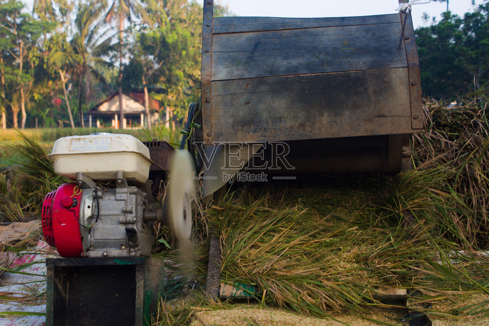 在印尼东南部的稻田里用传统的机器收割水稻。传统的工具照片摄影图片
