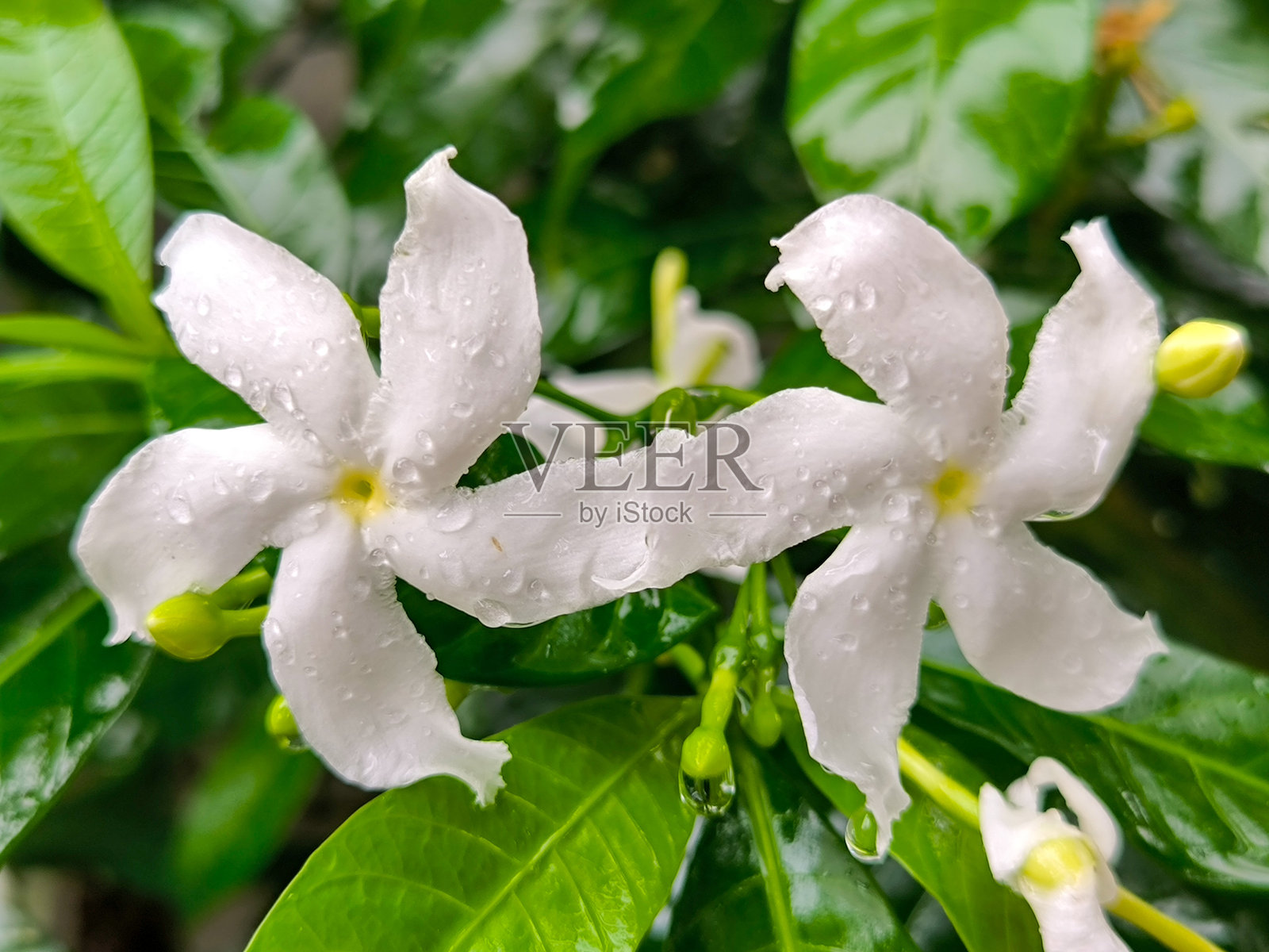 美丽的白色茉莉花在花园里盛开照片摄影图片