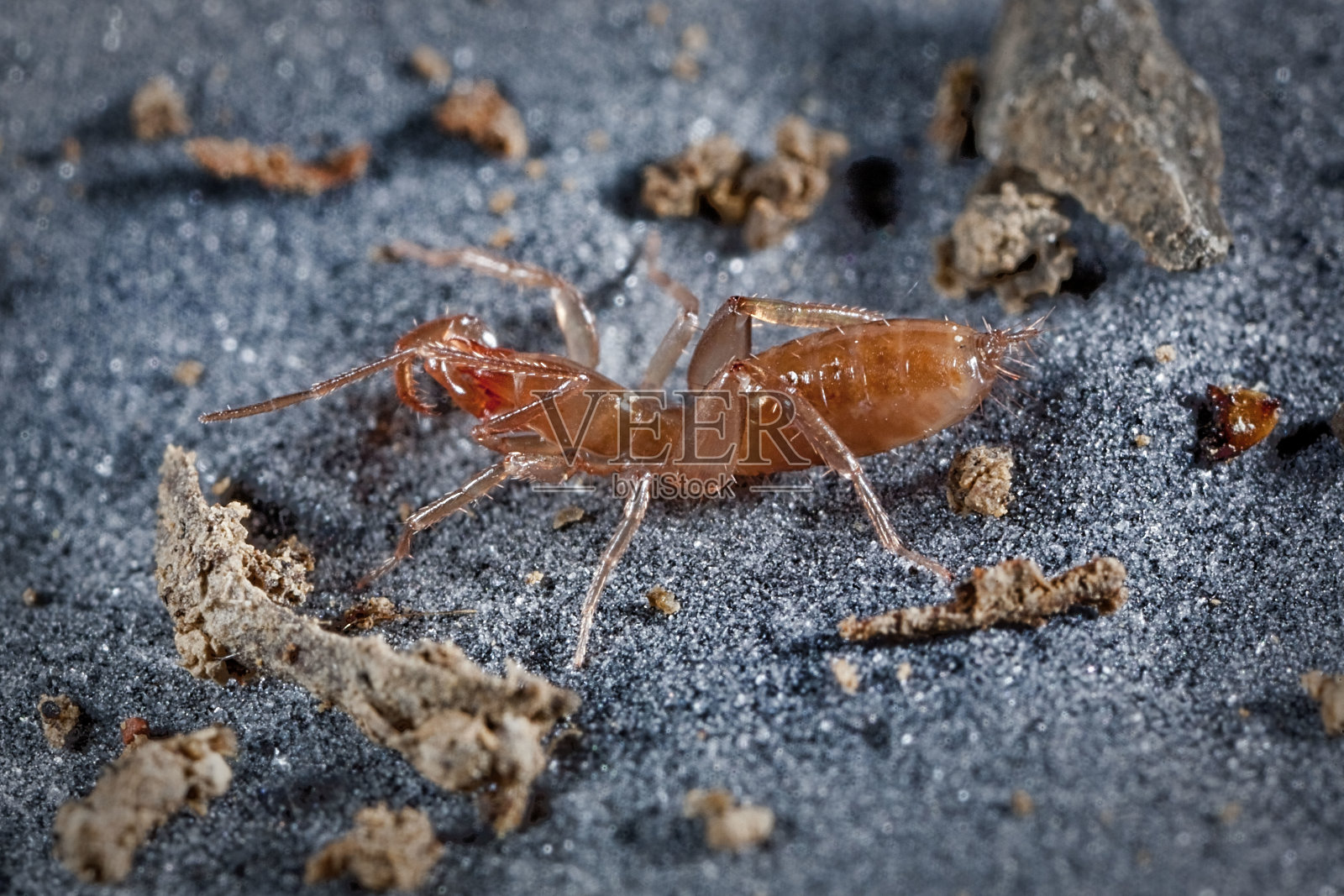 女，精神分裂，精神分裂，戈麦斯法里亚斯，塔毛利帕斯州，墨西哥照片摄影图片