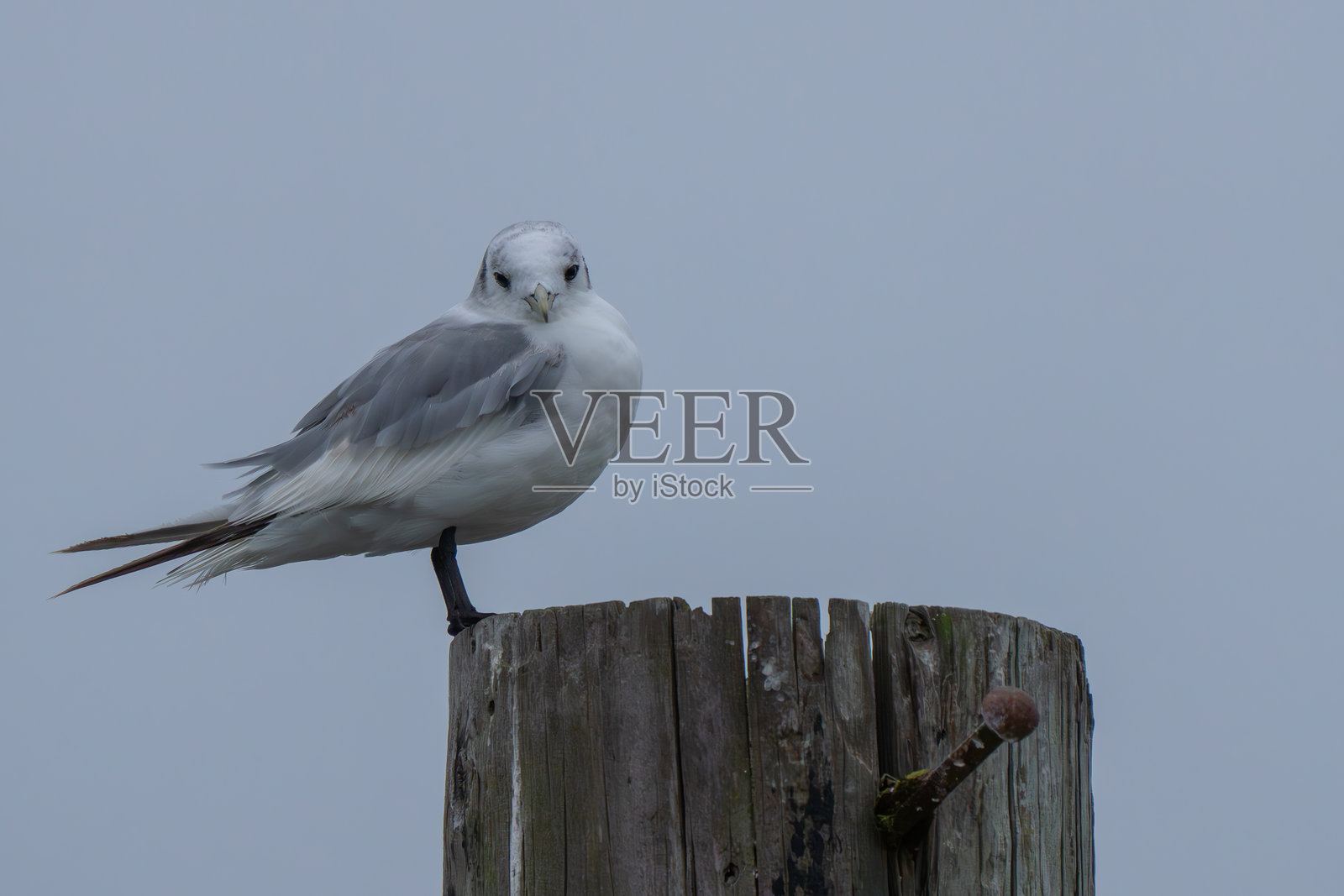 黑腿三趾鸥的肖像照片摄影图片