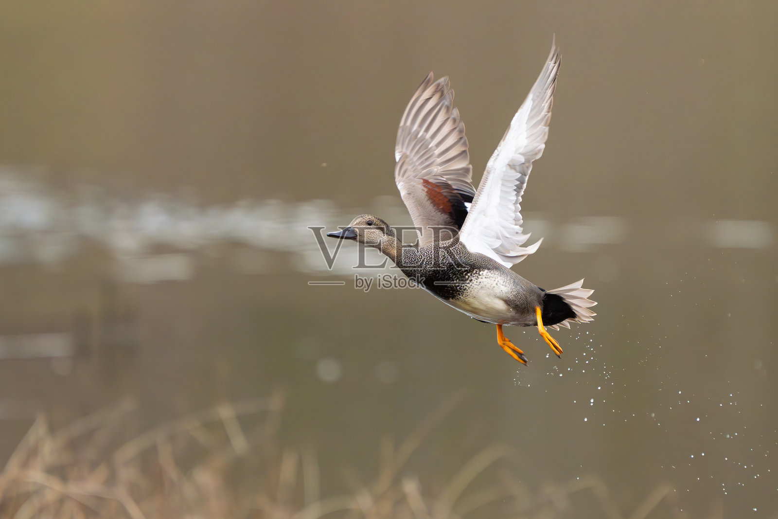 雄加德沃尔鸭从沼泽洞冲出来照片摄影图片