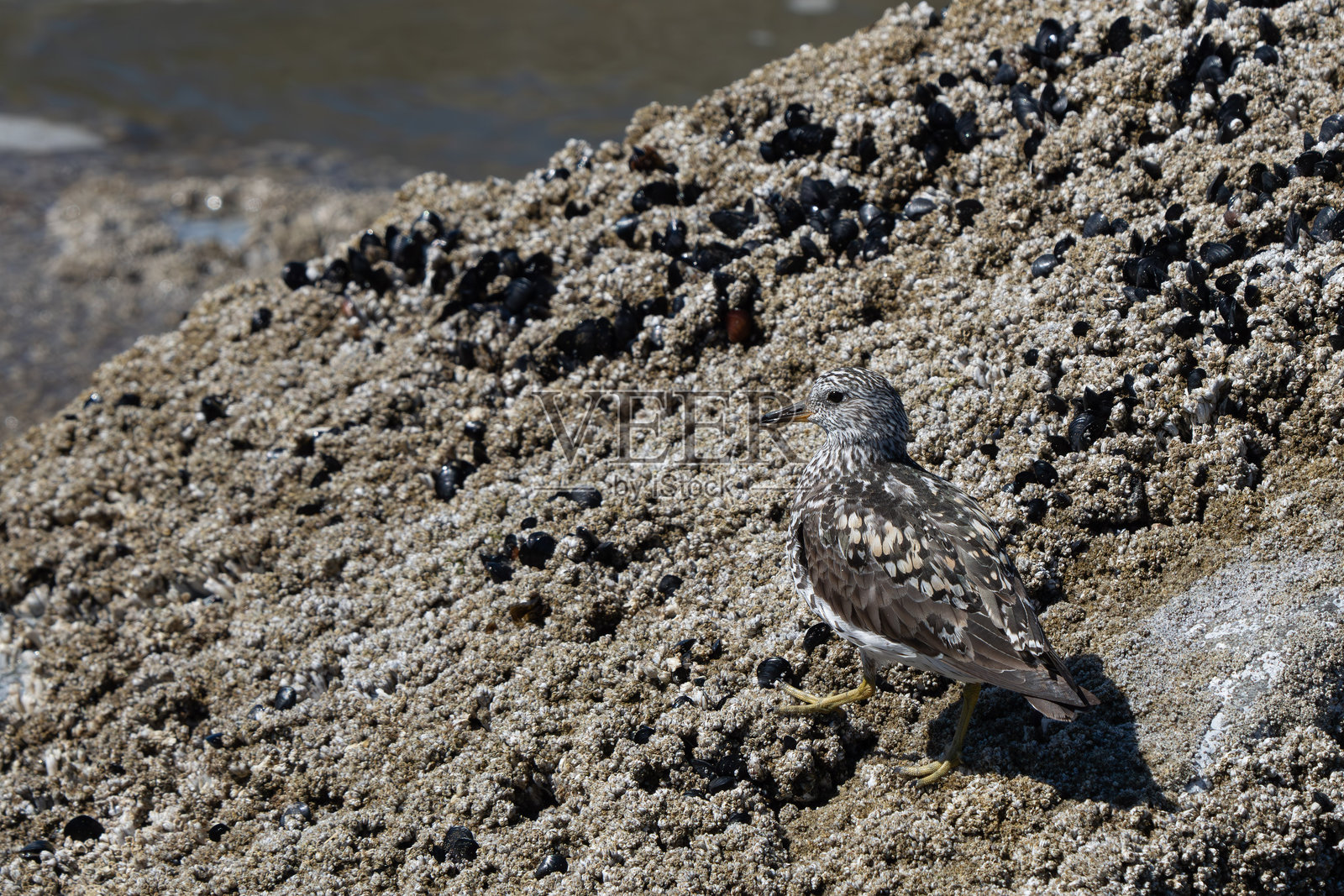 冲浪鸟融入周围环境照片摄影图片