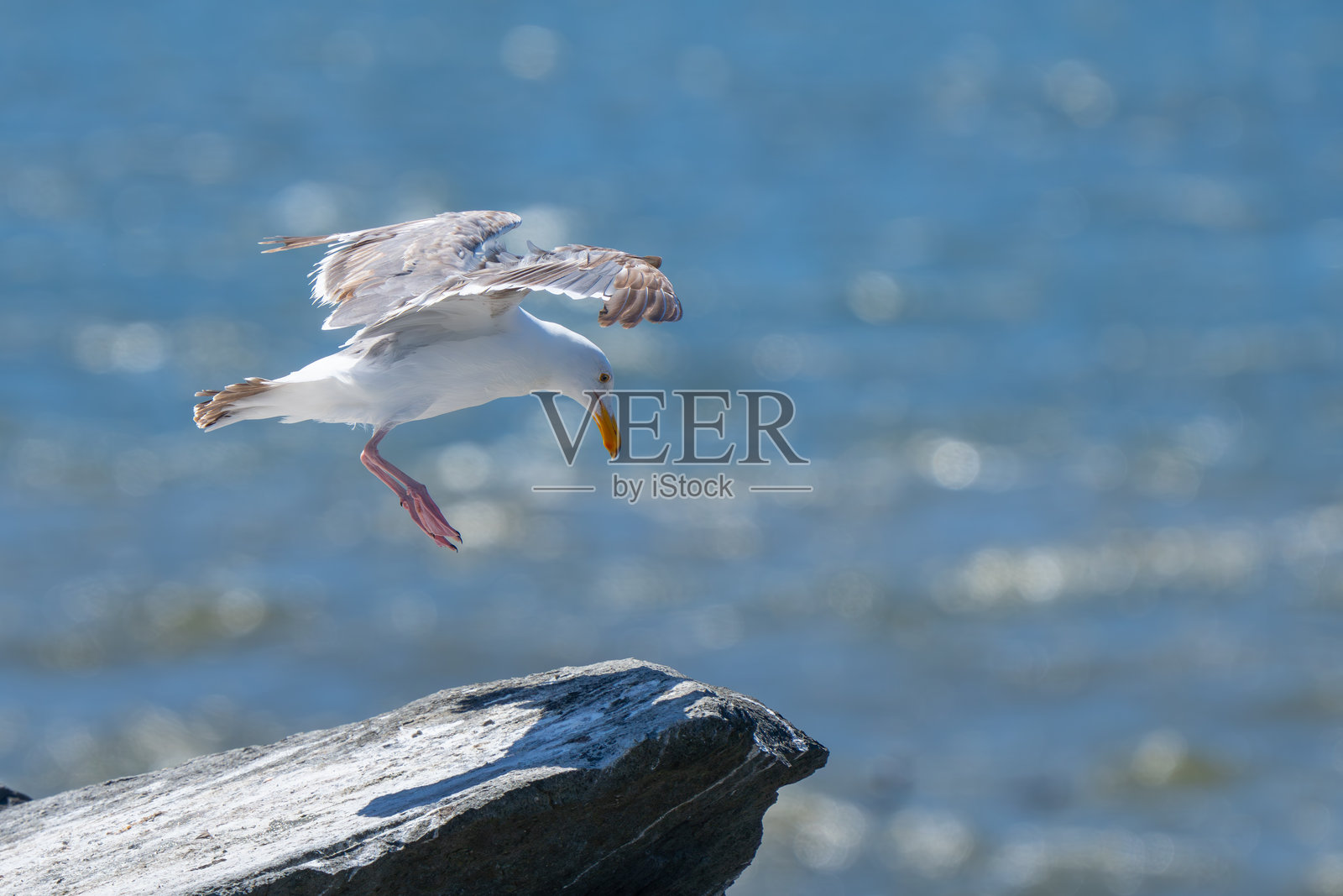 一只海鸥降落在岩石海滩露头上照片摄影图片