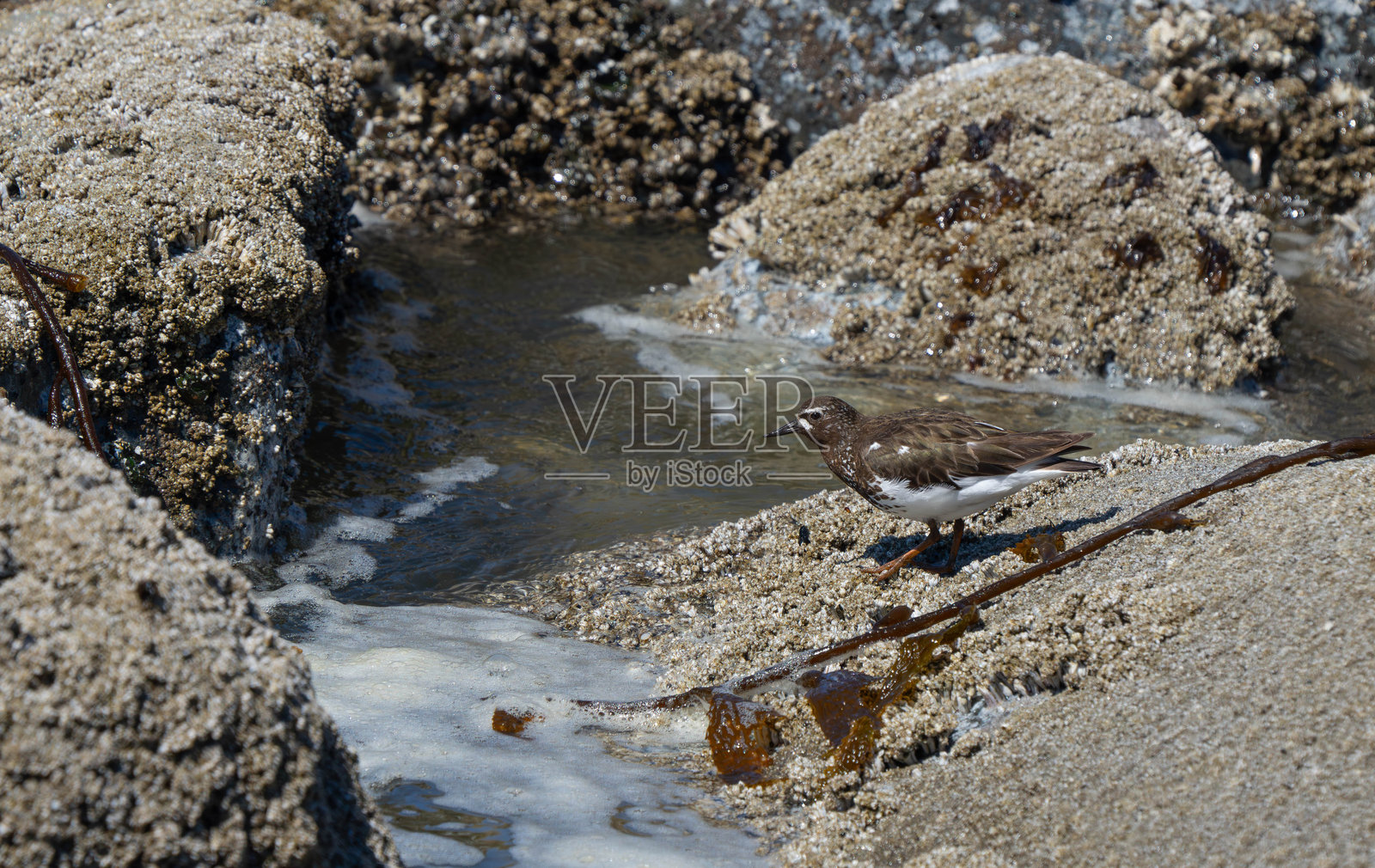 岩石露头上的黑色Turnstone滨鸟照片摄影图片