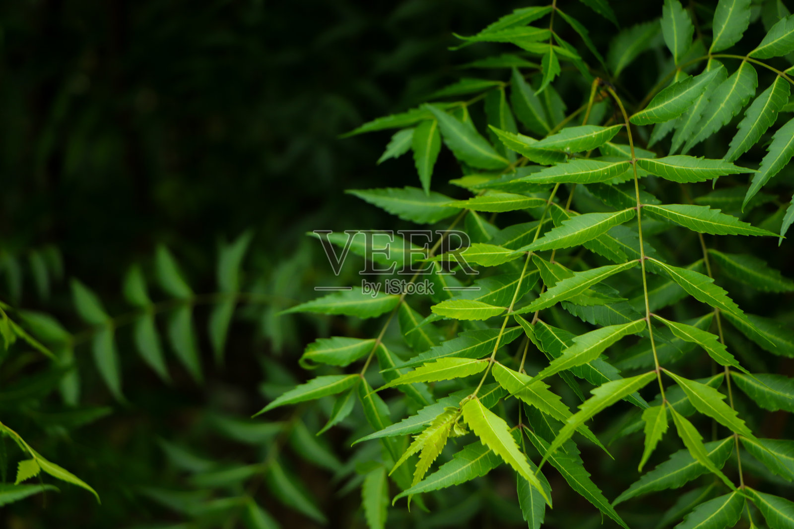 印楝树的新顶叶照片摄影图片