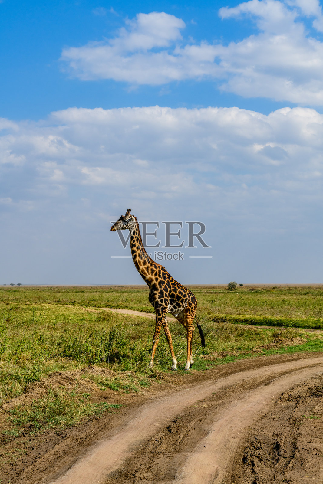 坦桑尼亚塞伦盖蒂国家公园里的长颈鹿(camelopardalis)。野生动物的照片照片摄影图片