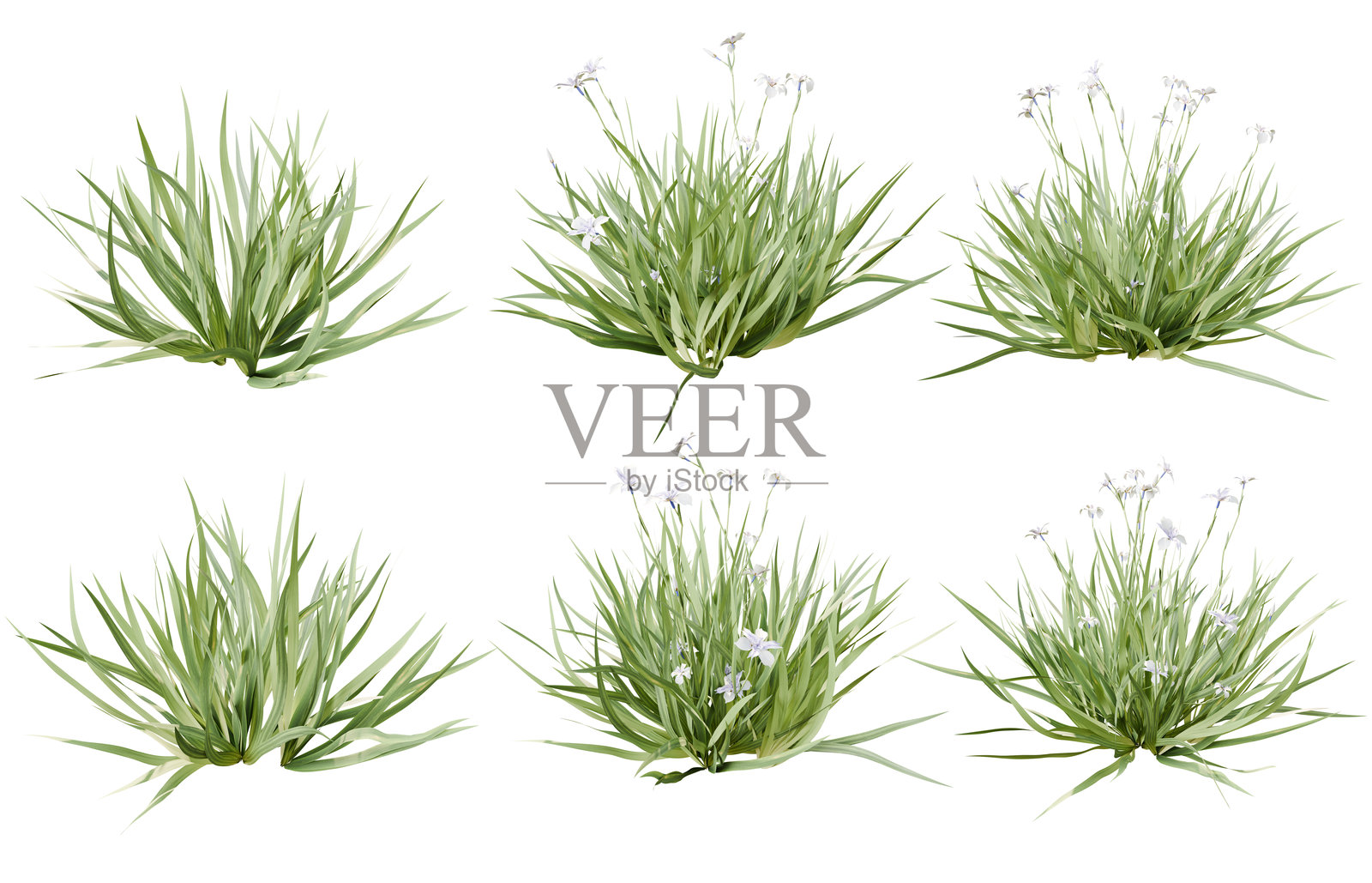 桔梗草，绿色，草花，草甸，园艺，户外景观，孤立插图，透明背景。三维渲染照片摄影图片