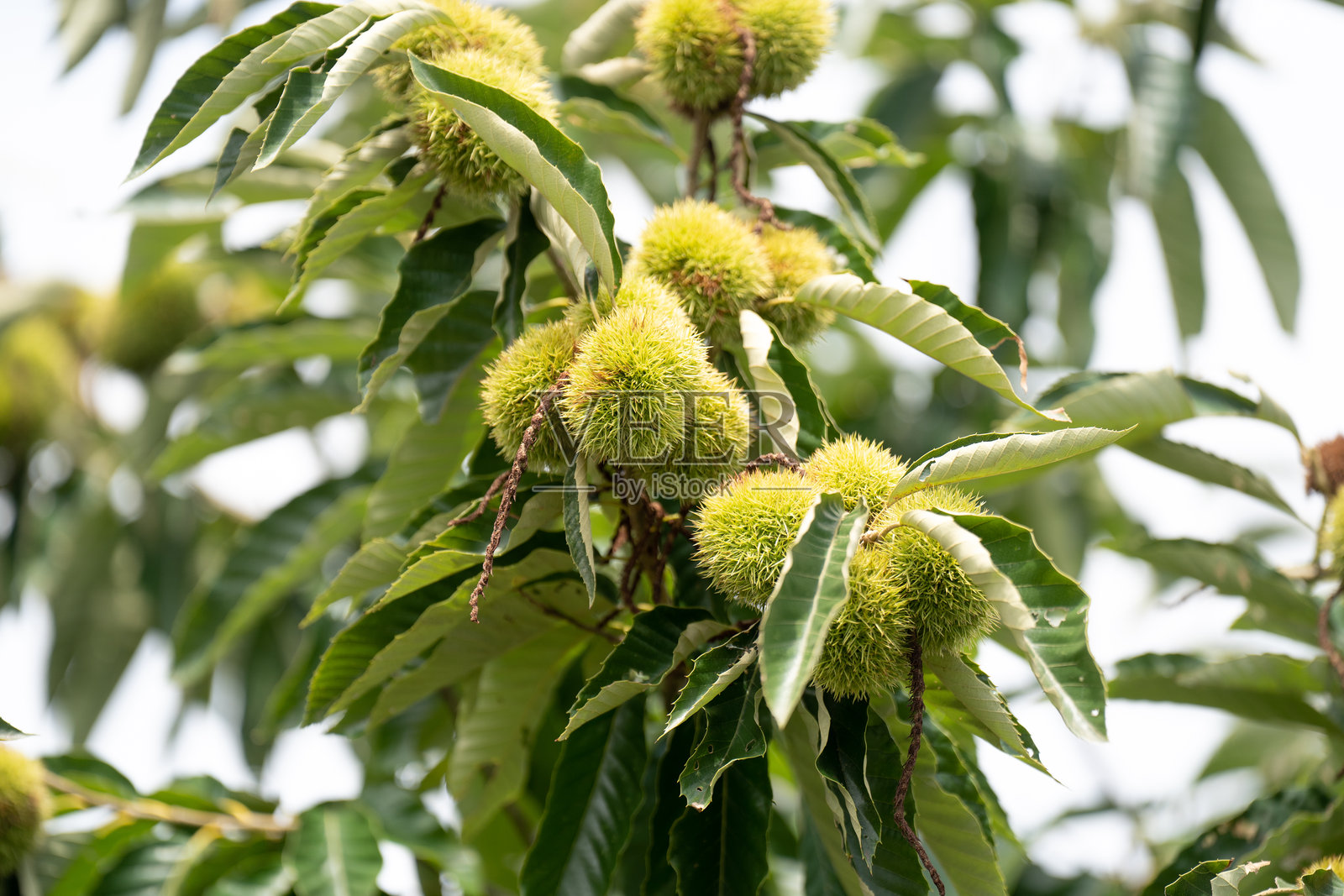 树上的栗子照片摄影图片