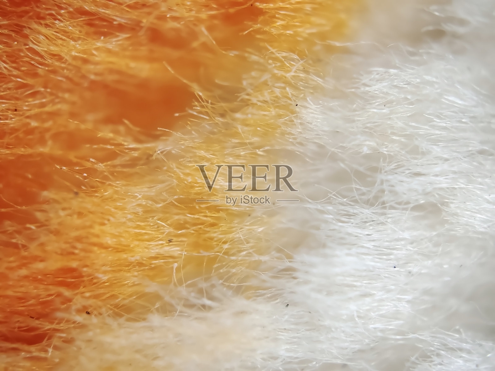 地毯面料的超微距摄影照片摄影图片