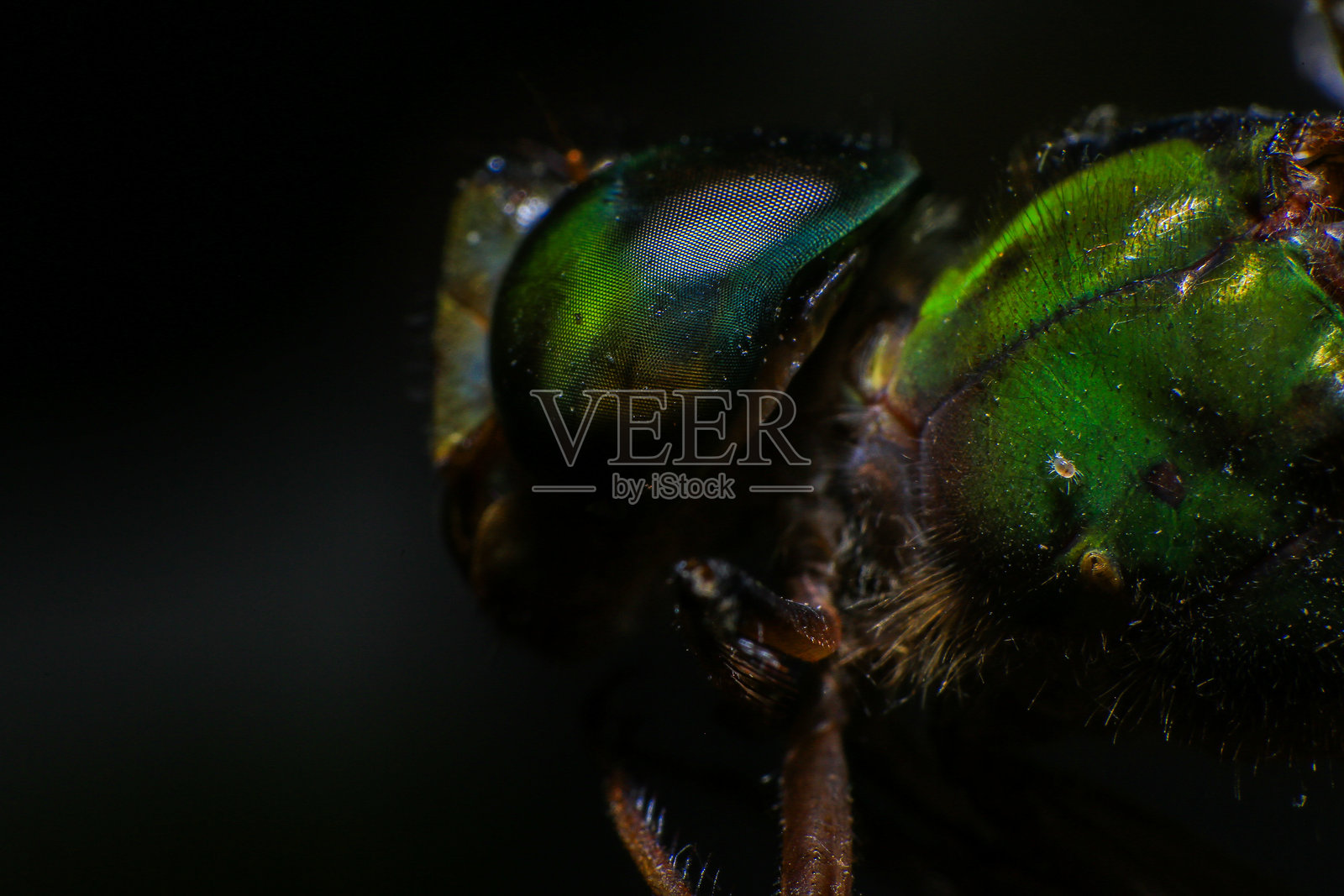 蜻蜓的微距镜头照片摄影图片