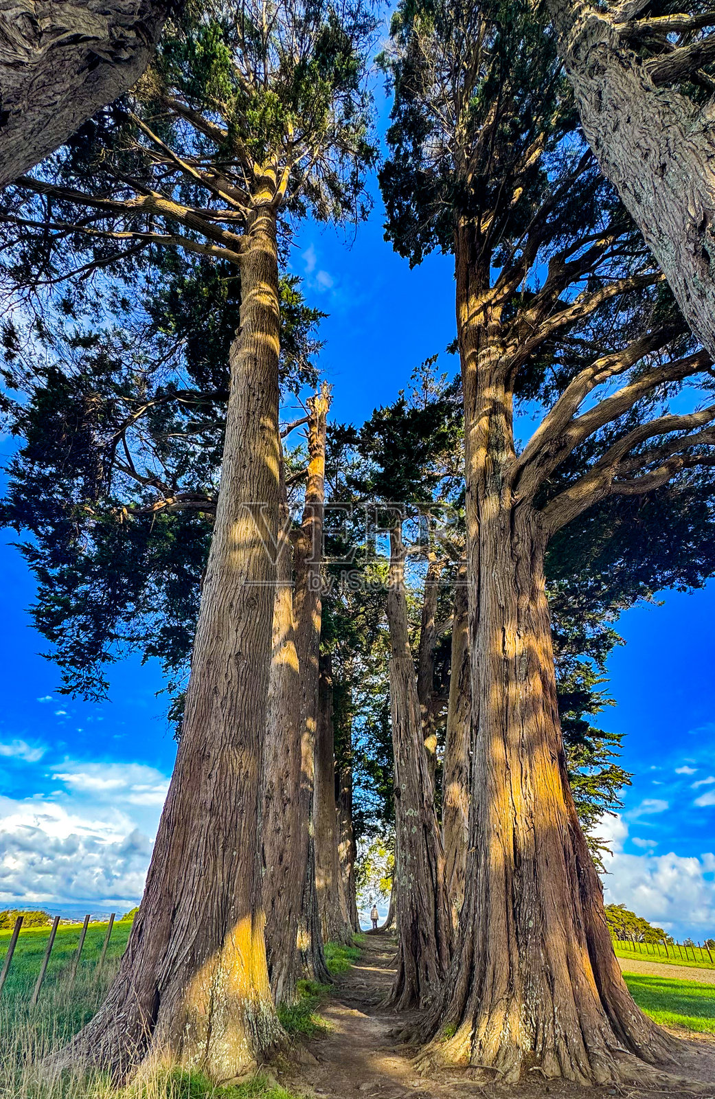 冬日阳光明媚的一天，一位亚洲女士在新西兰的树林中散步照片摄影图片