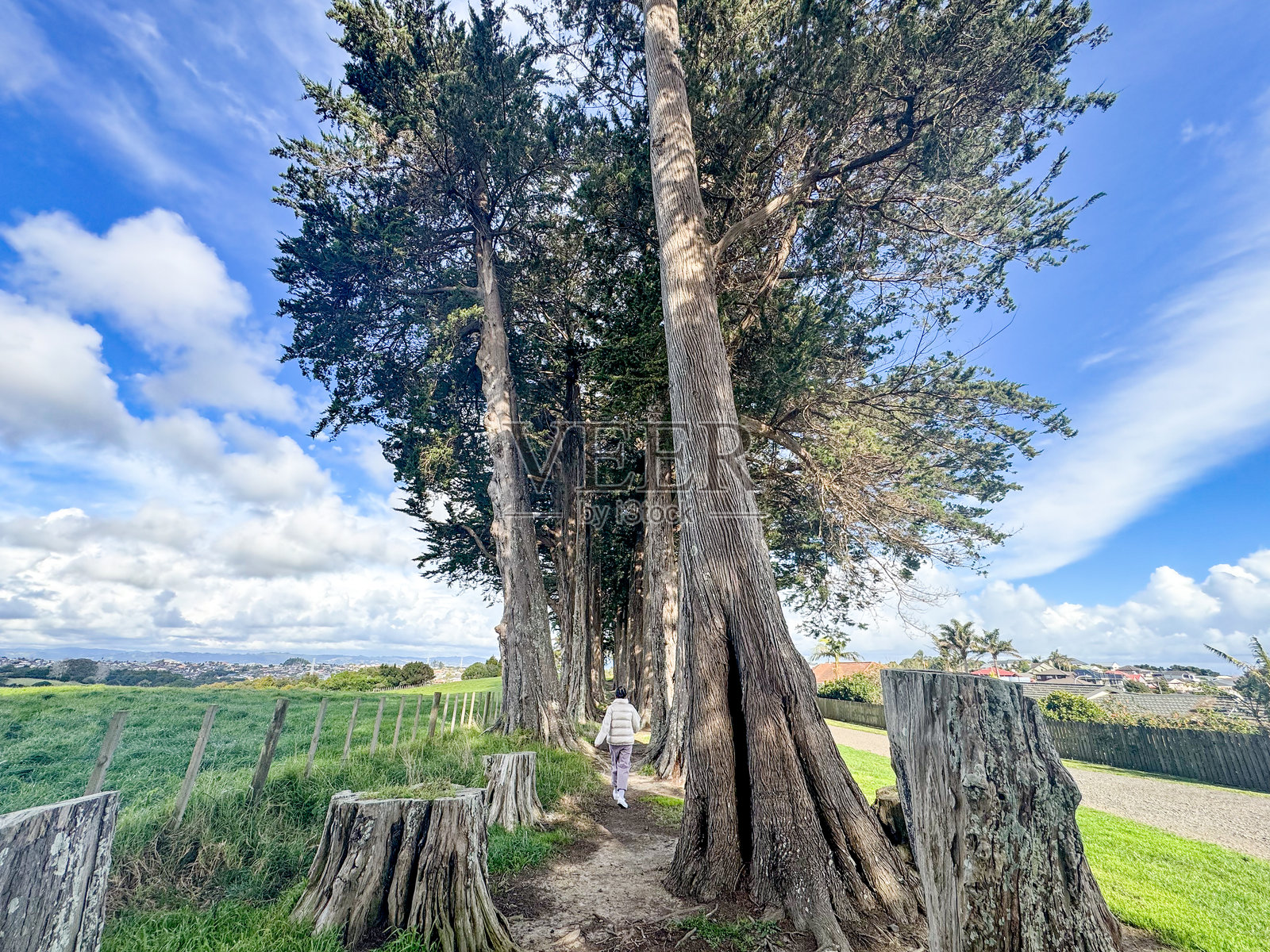 冬日阳光明媚的一天，一位亚洲女士在新西兰的树林中散步照片摄影图片