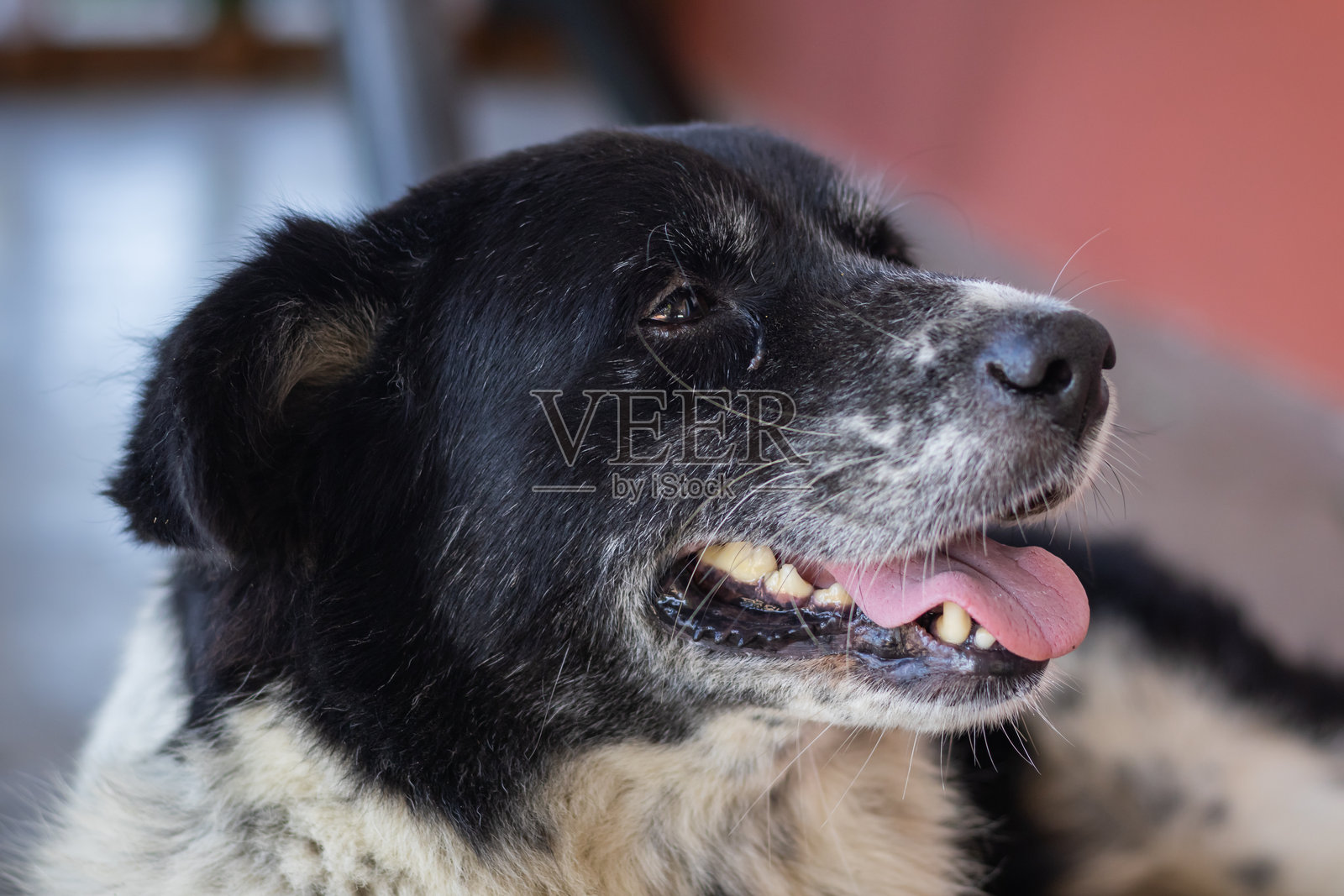 一只狗伸着舌头喘气。近距离肖像拍摄。这只印度流浪狗在街上随处可见。当狗累了或饿了的时候就会喘气。照片摄影图片