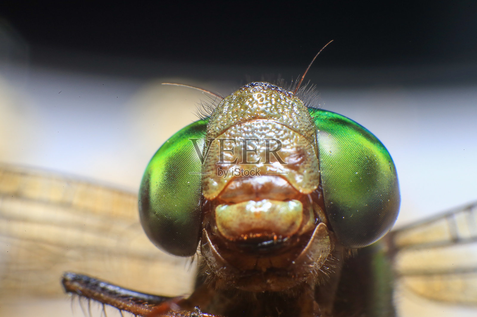 蜻蜓的微距镜头照片摄影图片