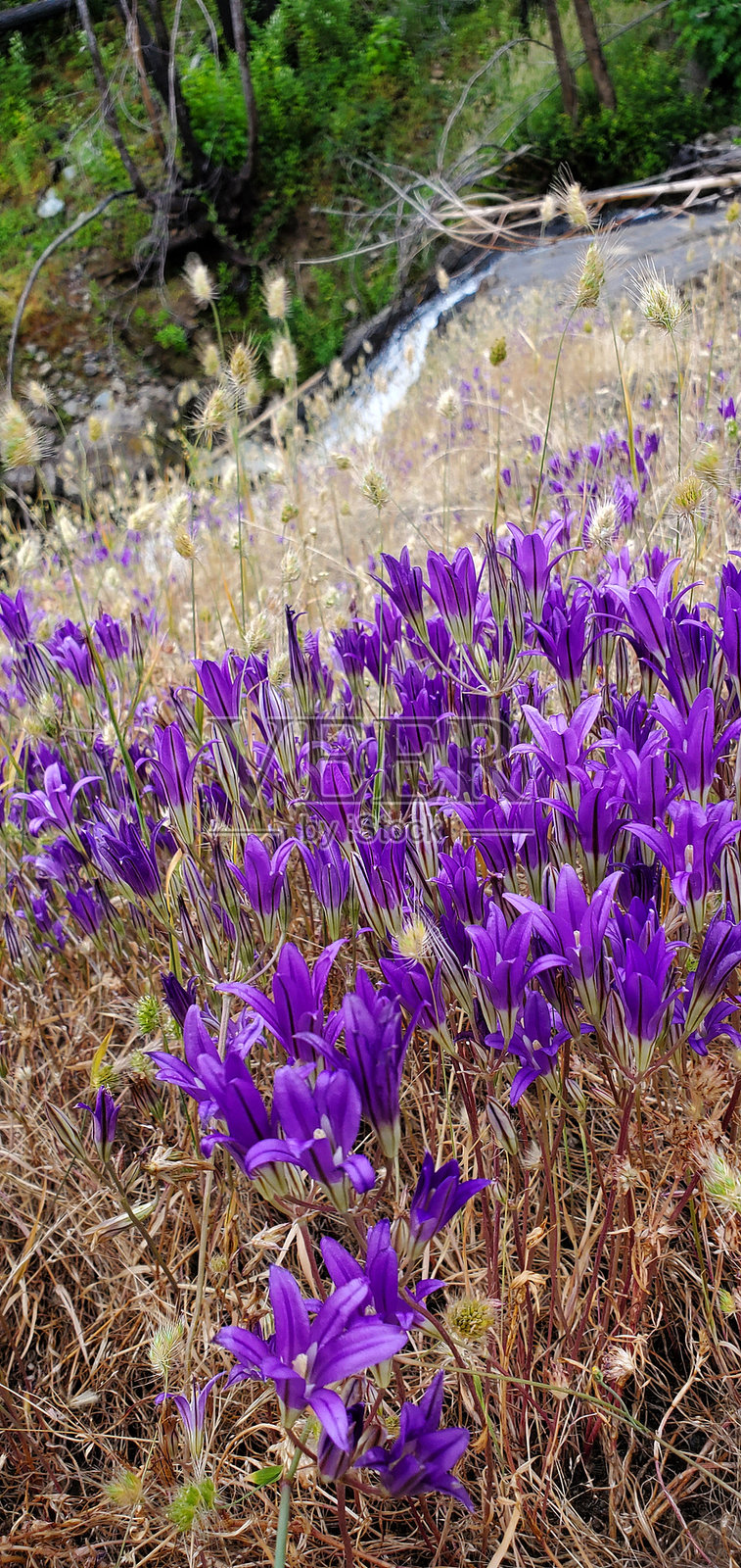 紫色的瀑布照片摄影图片