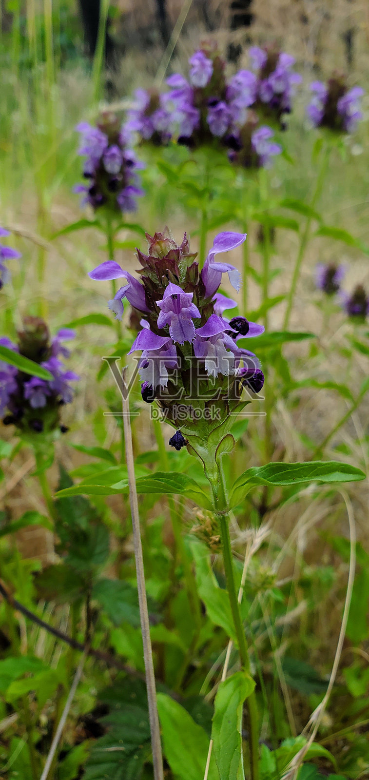 紫色治愈一切照片摄影图片