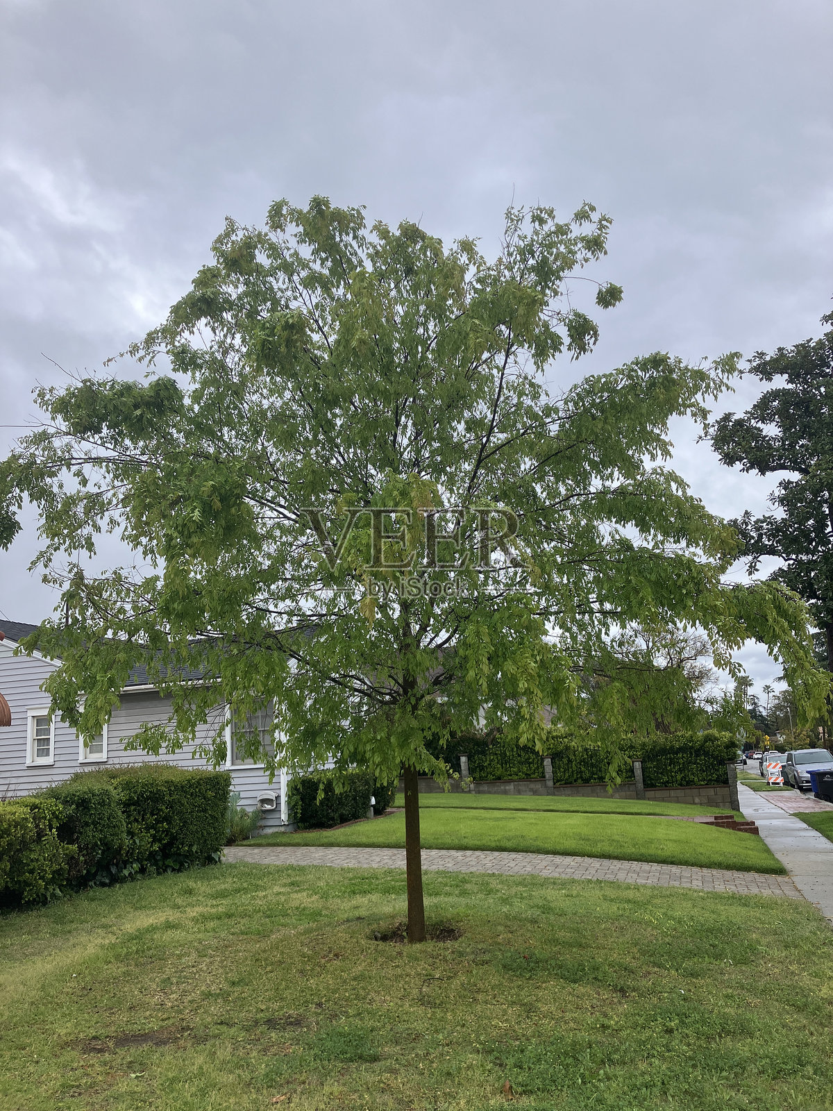 中国榆树照片摄影图片